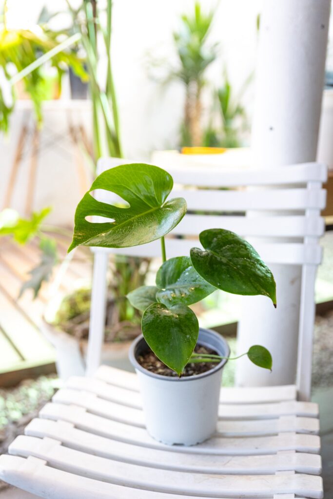 Monstera Baby OFERTA