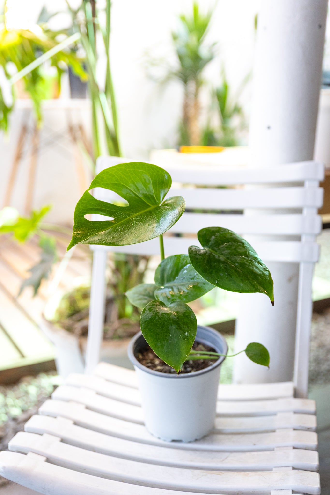 Monstera Baby OFERTA