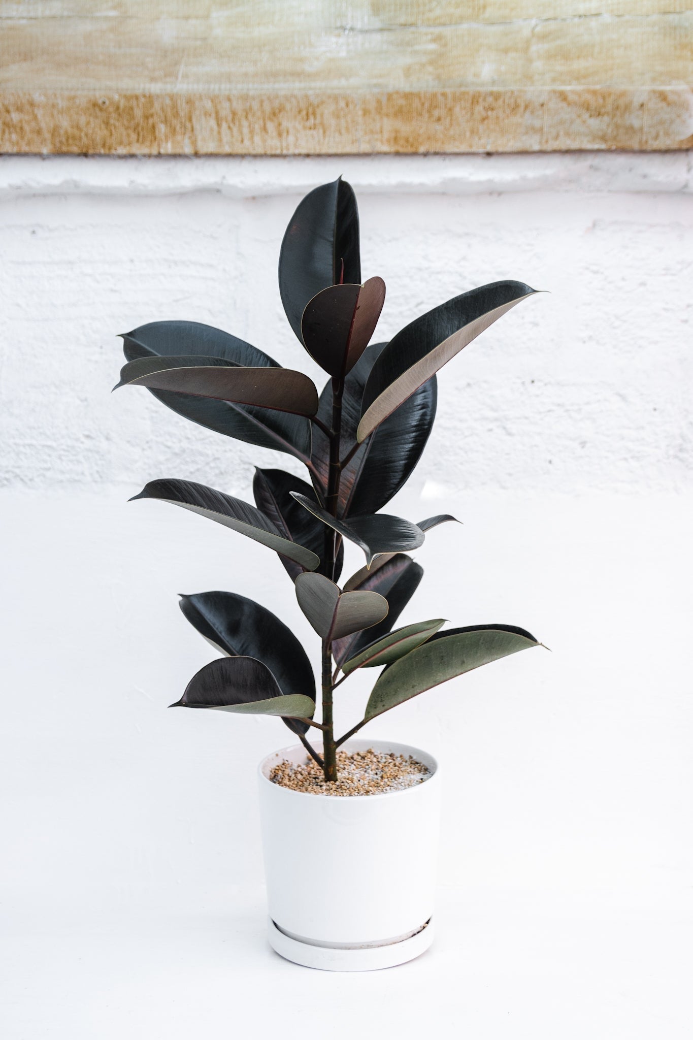 Ficus Burgundy Gomero - Imagen 5
