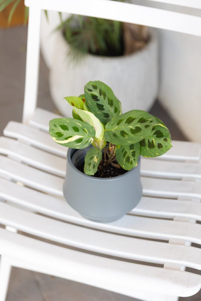 Maranta Variegada