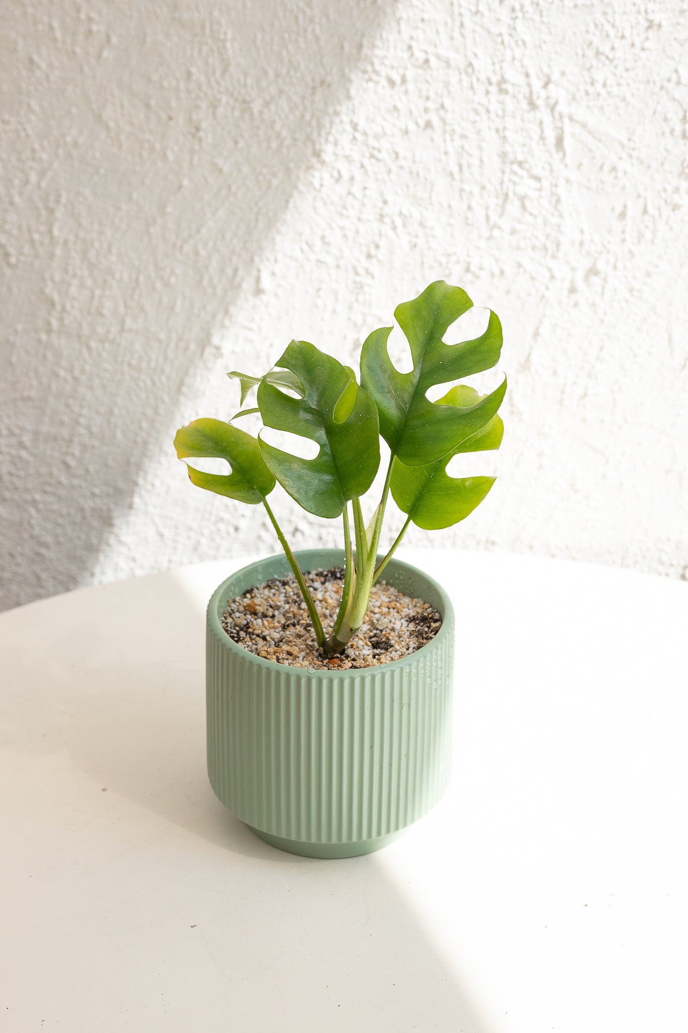Rhaphidophora tetrasperma - Imagen 2