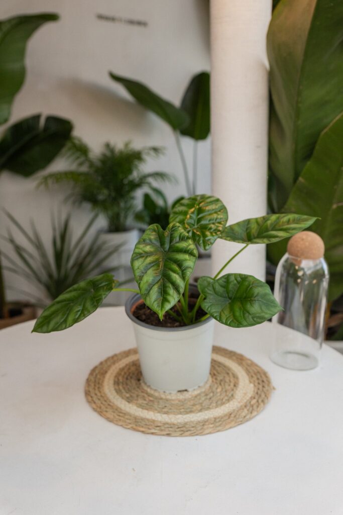 Alocasia Bisma XL