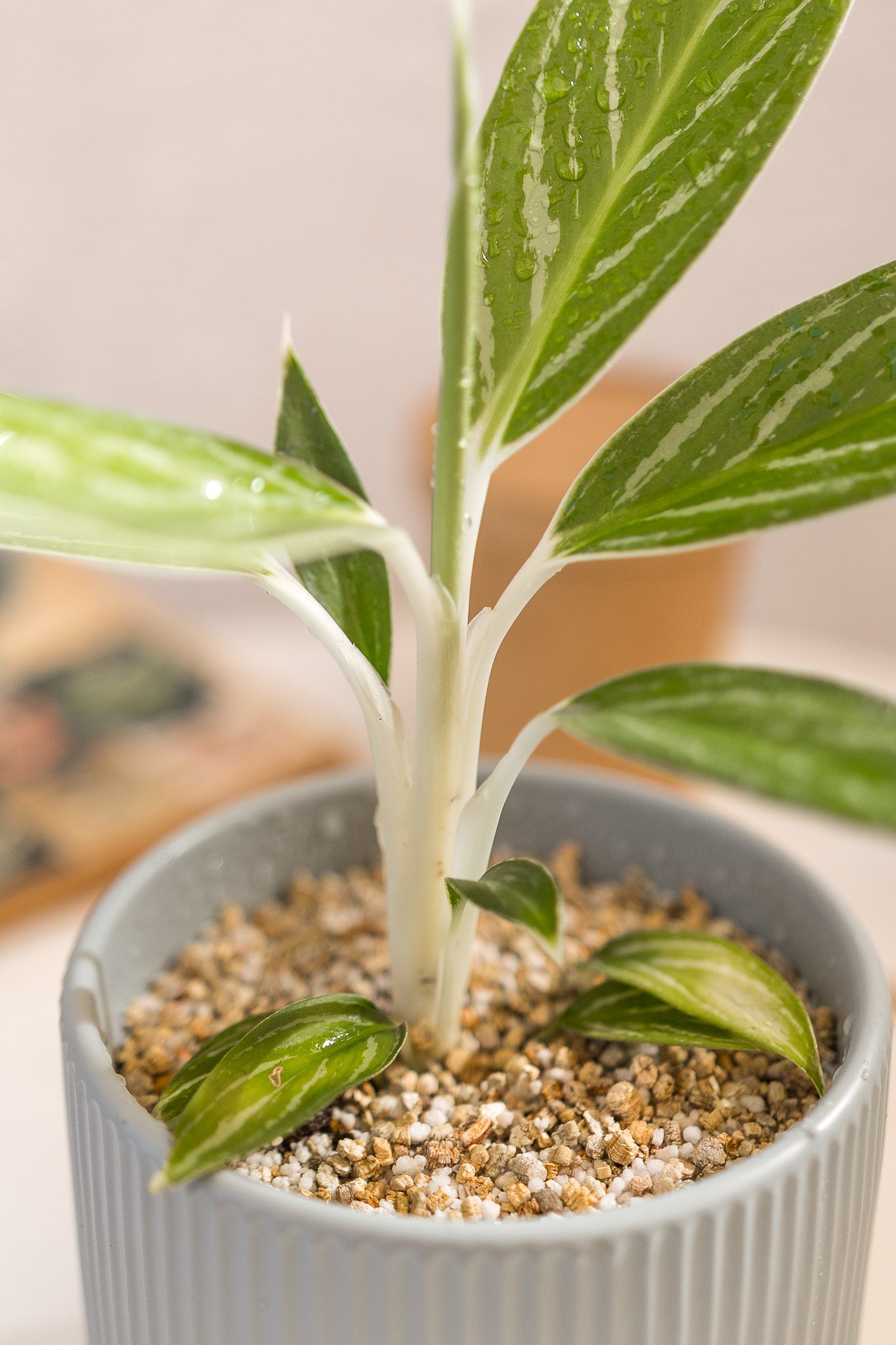 Aglaonema Snow White - Imagen 5