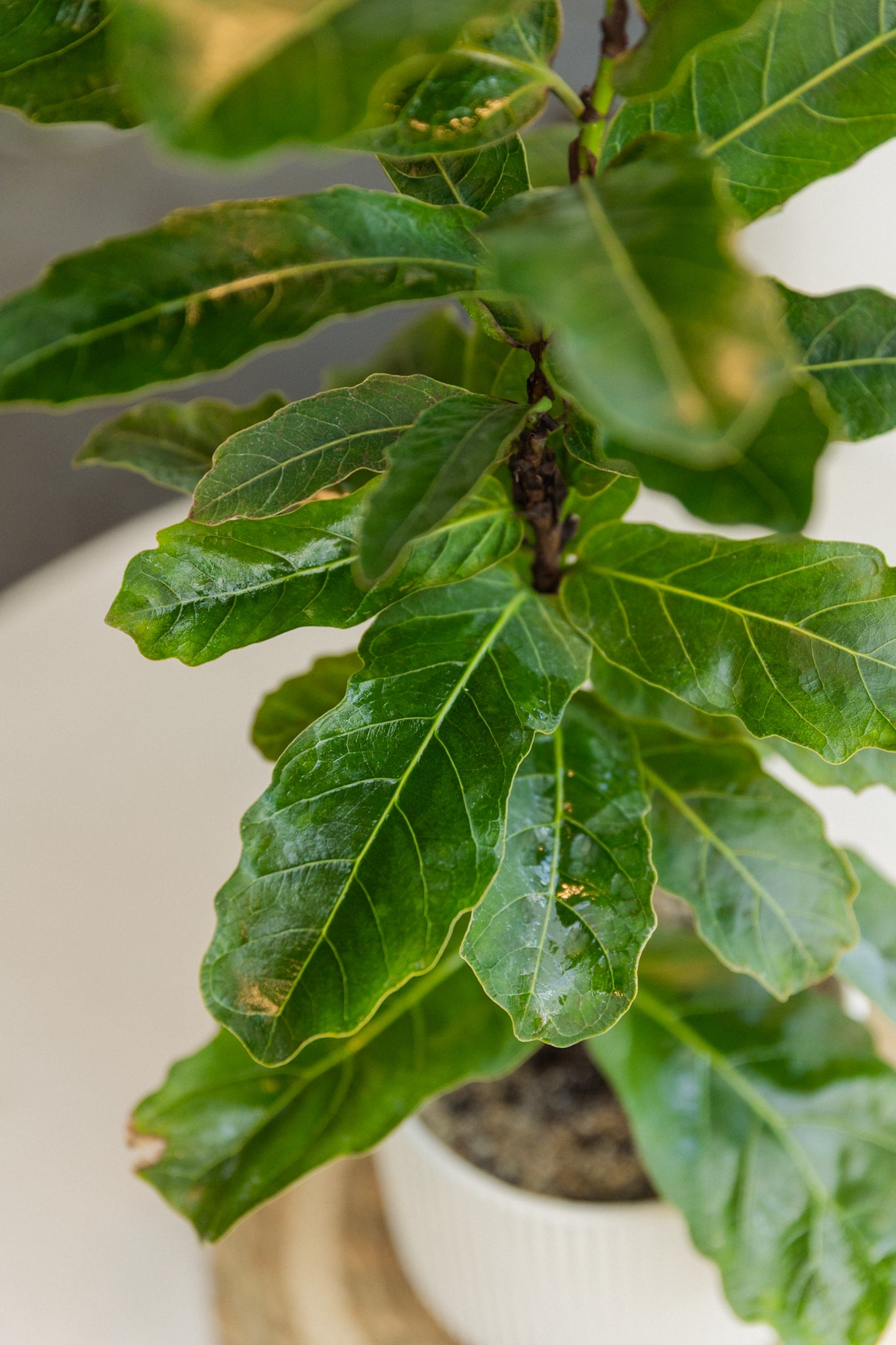 Ficus Lyrata Square - Imagen 2