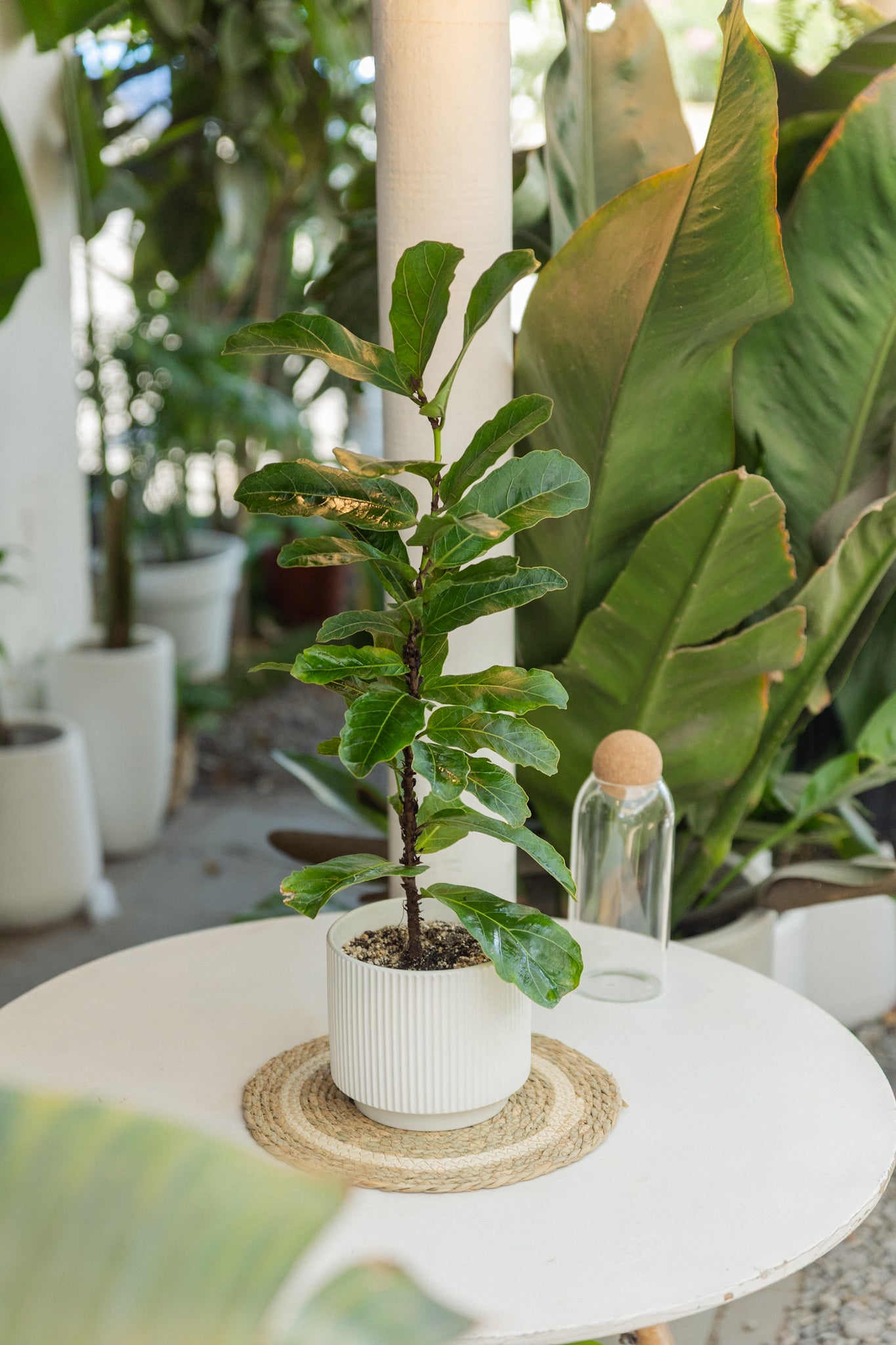 Ficus Lyrata Square