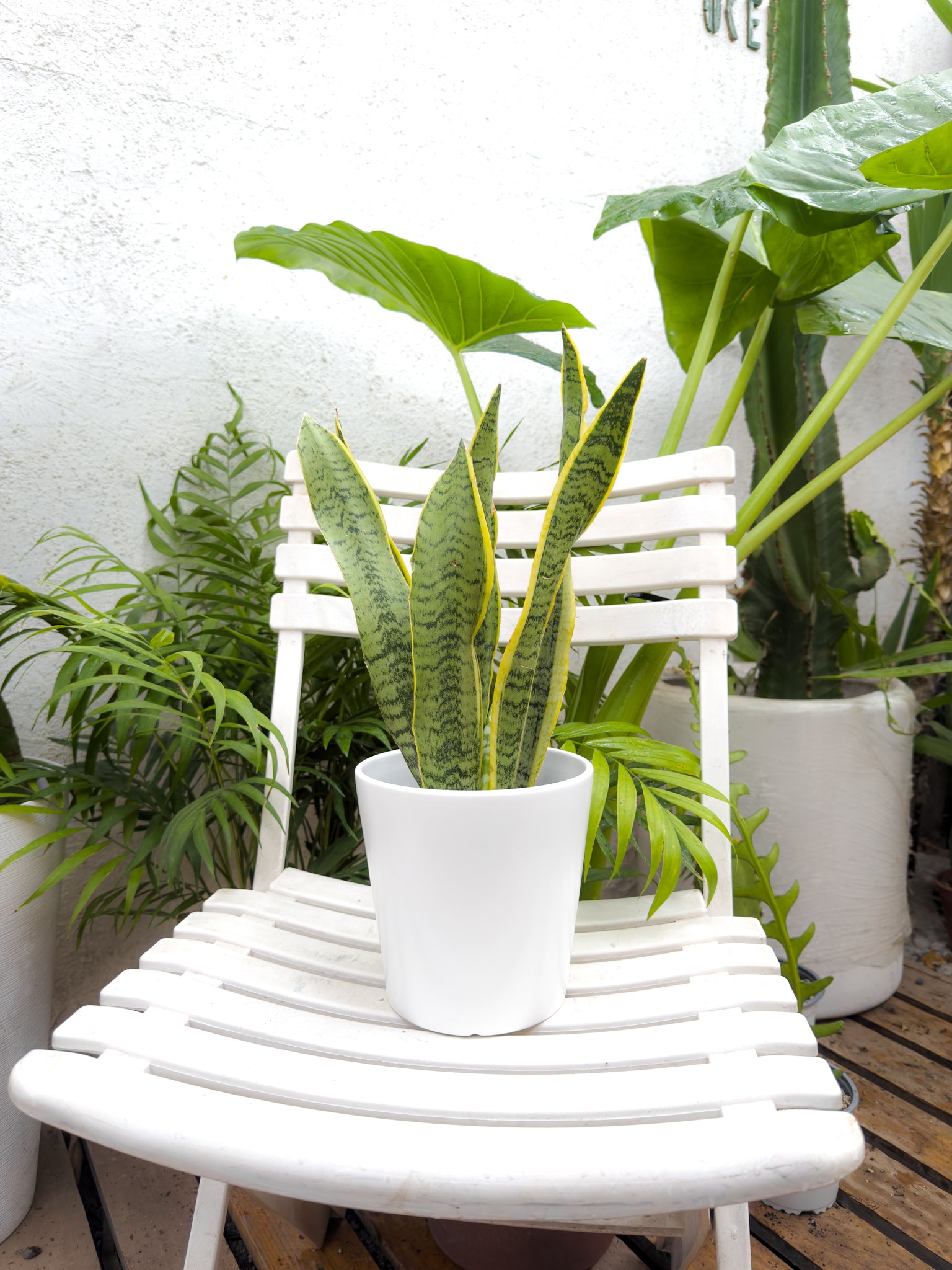 Sansevieria Laurentii - Imagen 7