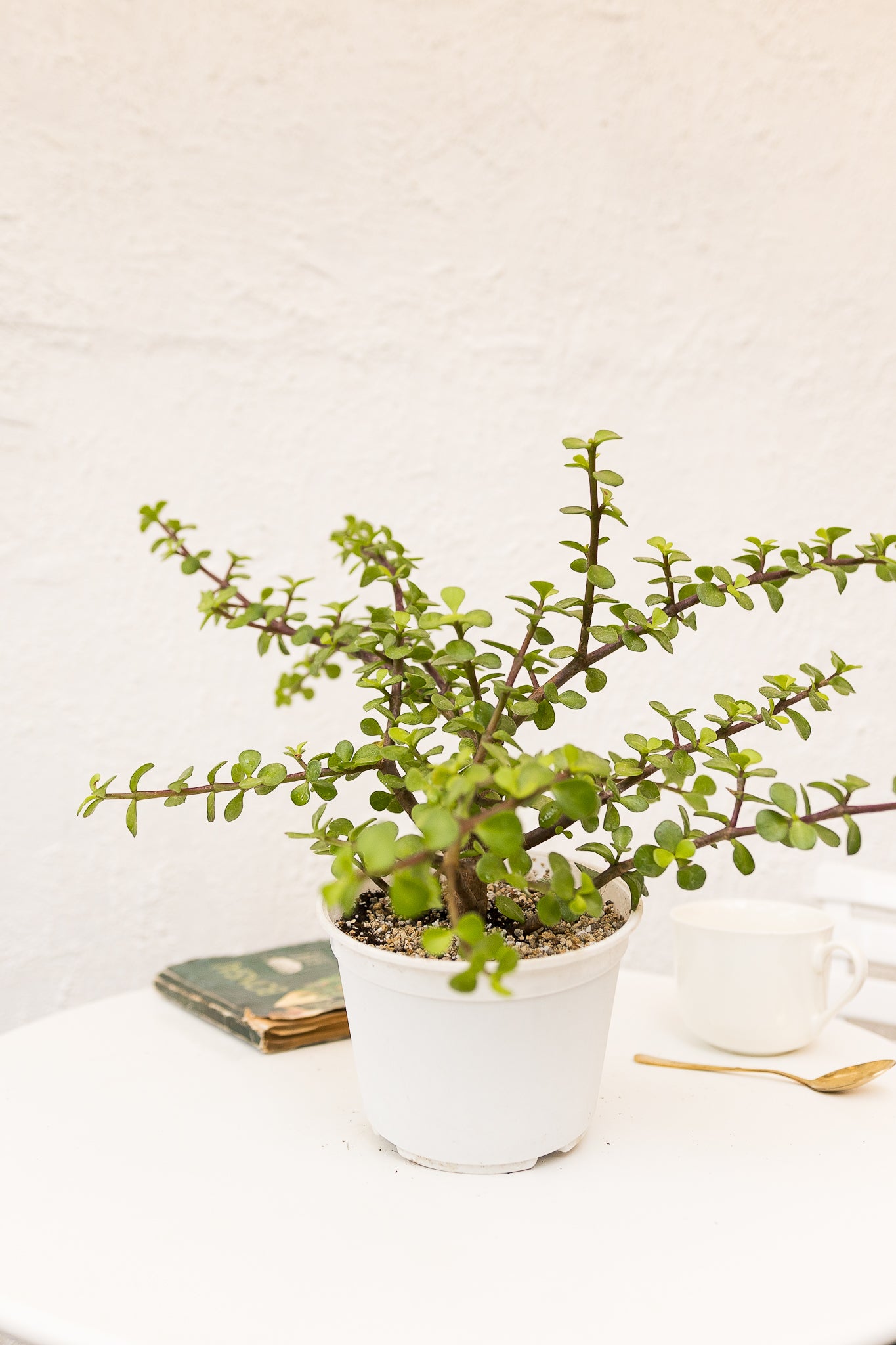 Árbol de Jade - Imagen 6