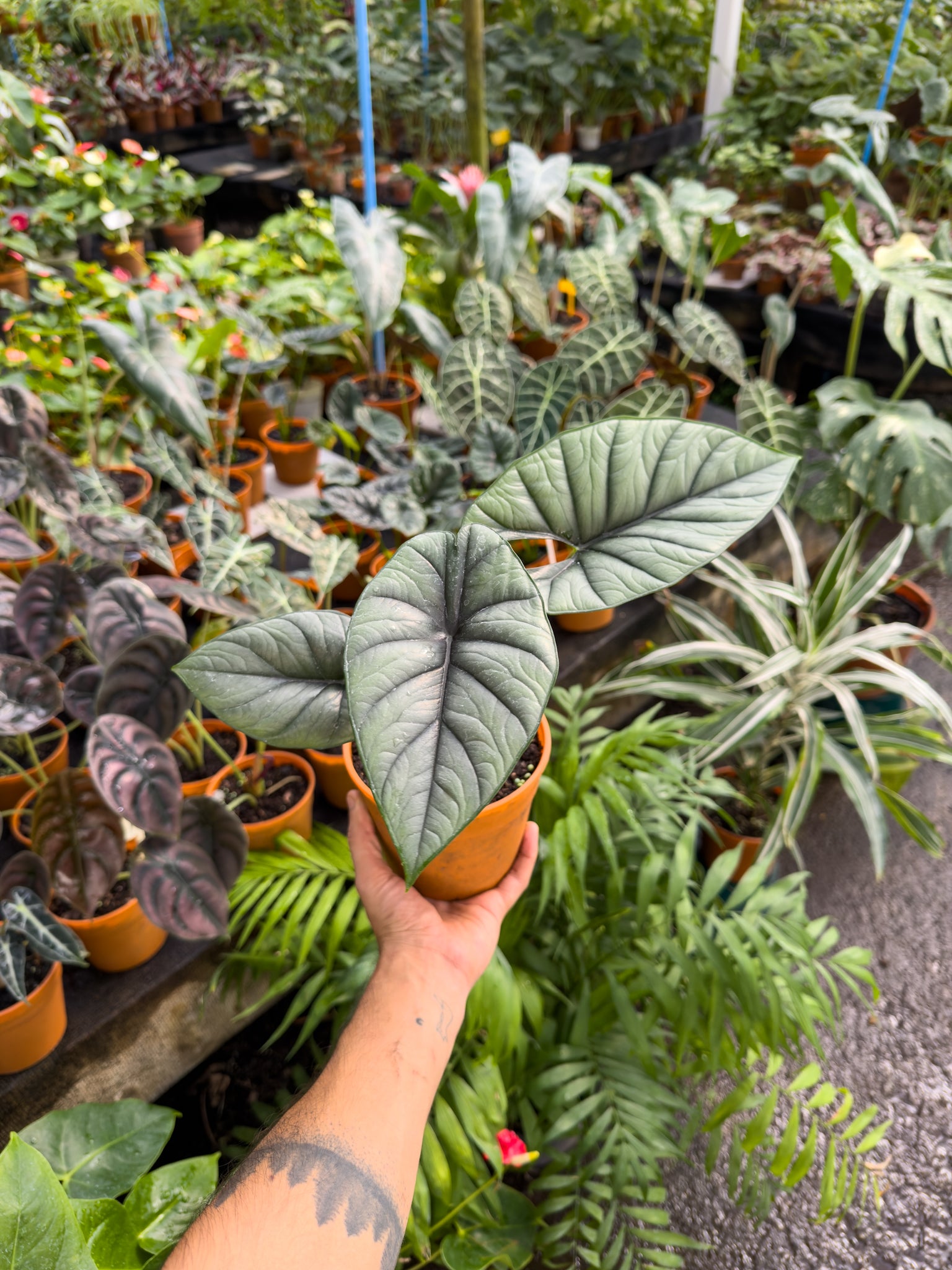 Alocasia Silver Dragon - Imagen 4