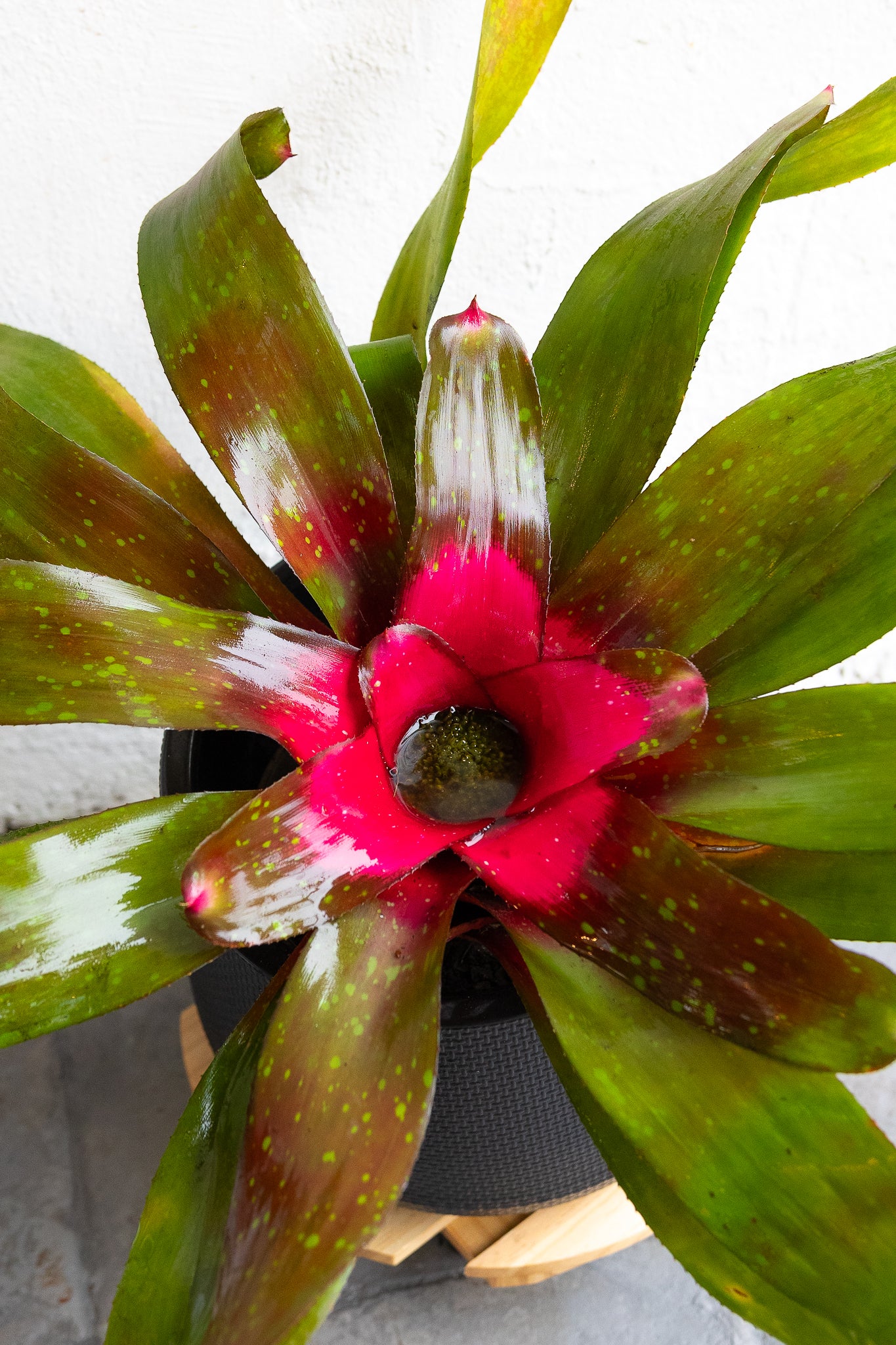 Bromelia - Imagen 6