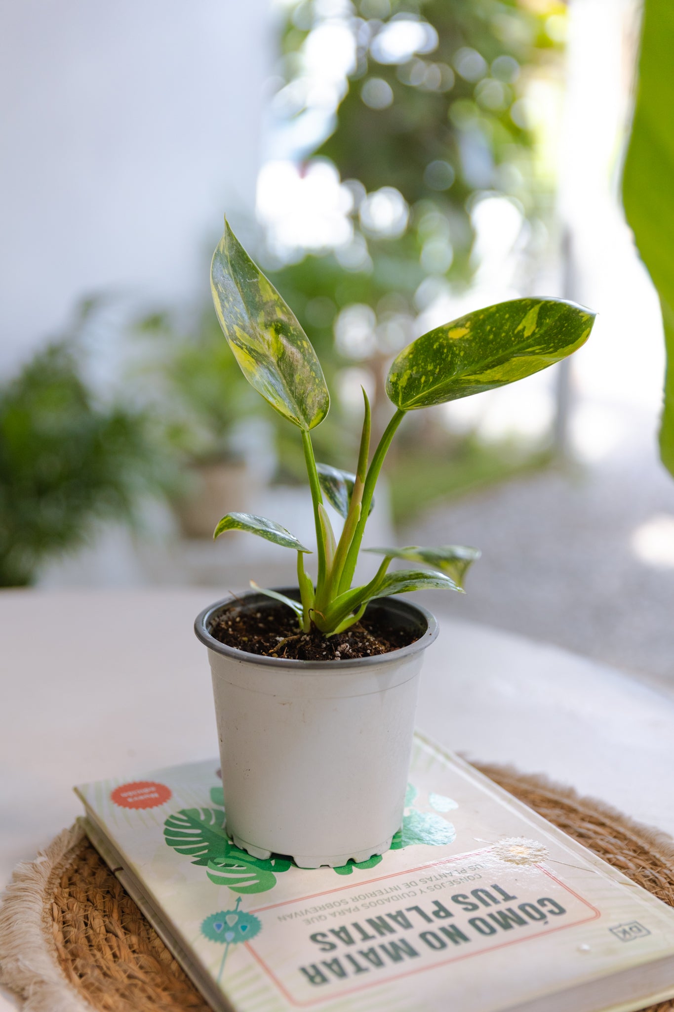 Filodendro Congo Hybrid Variegado - Imagen 4