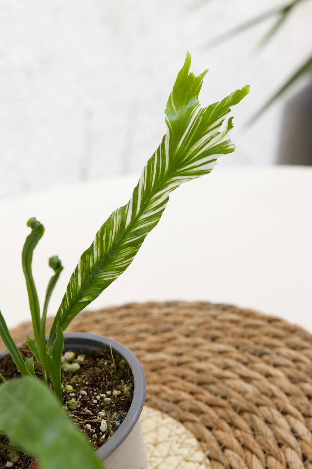 Asplenium Variegado - Imagen 4