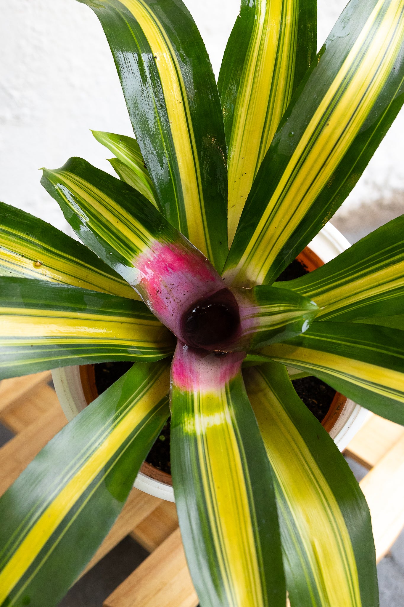 Bromelia - Imagen 13