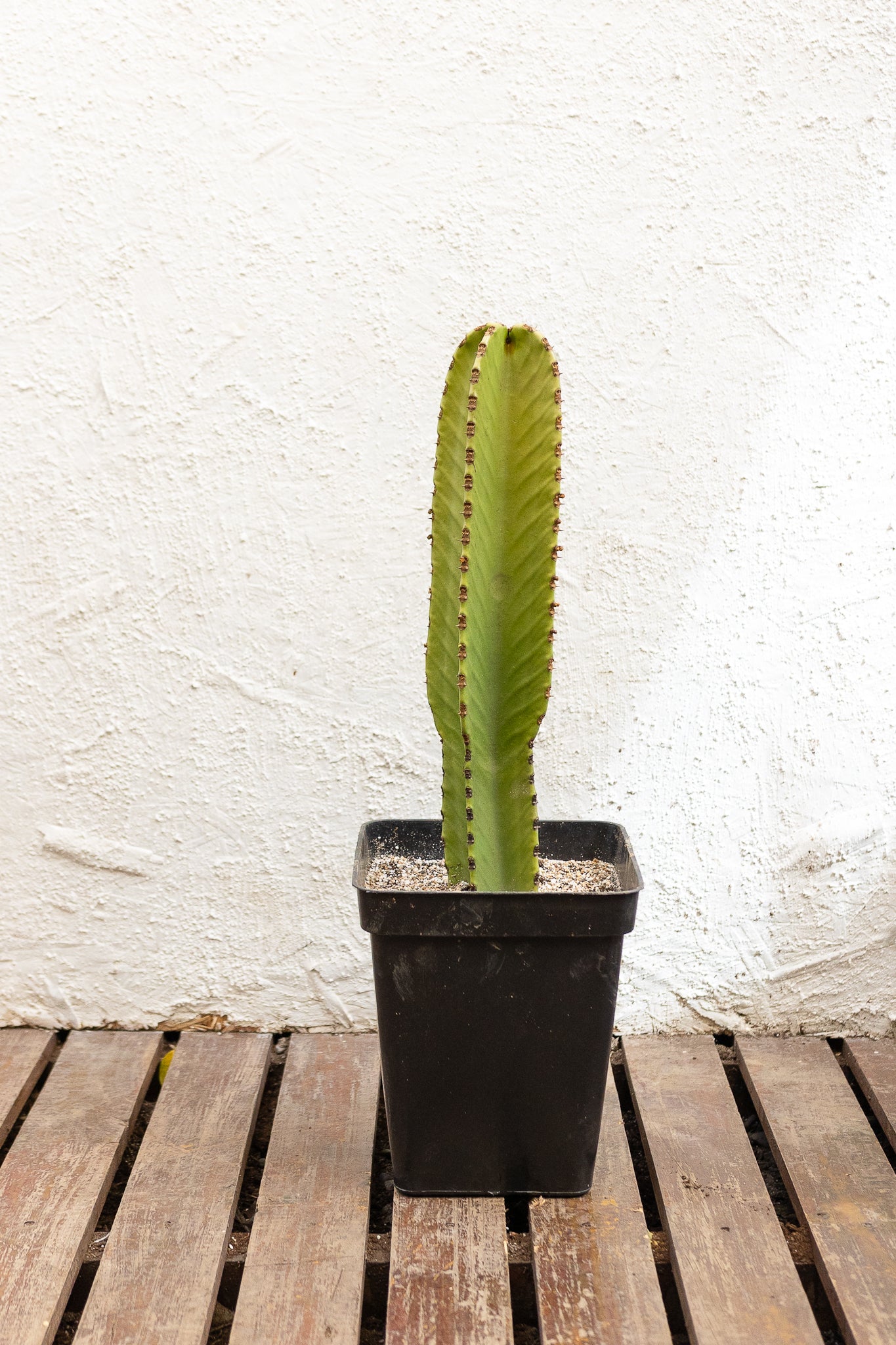Cactus Euphorbia - Imagen 6
