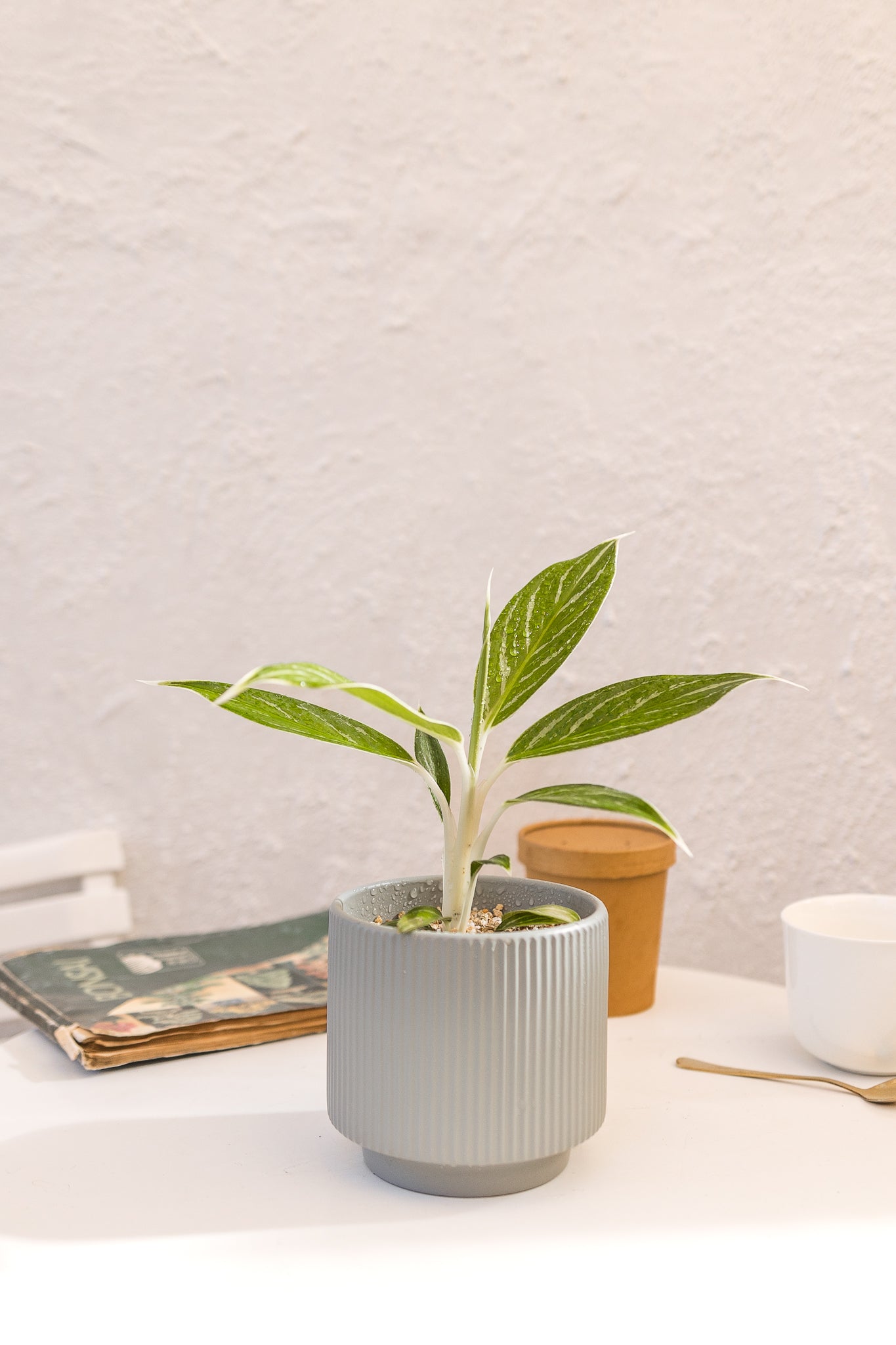 Aglaonema Snow White - Imagen 2