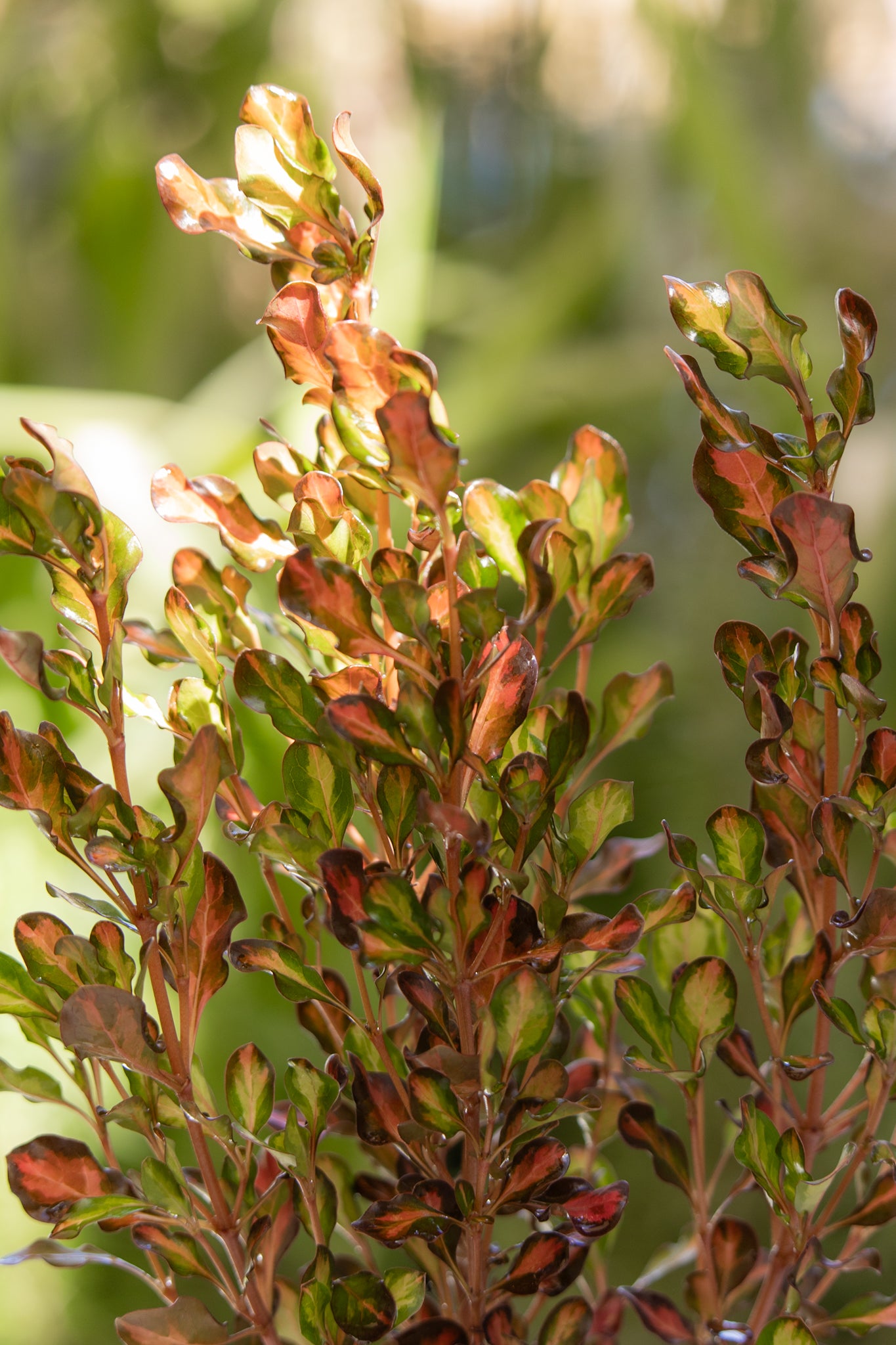 Coprosma - Imagen 2