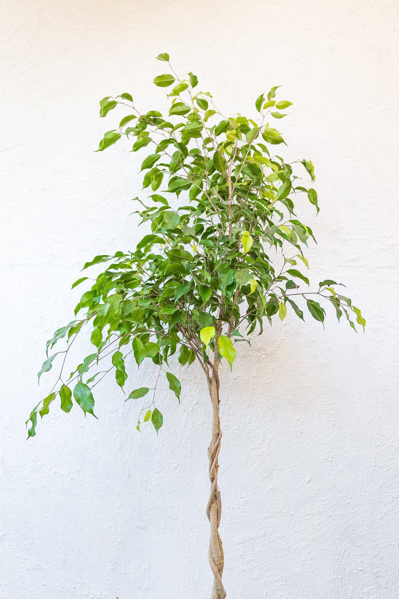 Ficus Trenzado - Imagen 3
