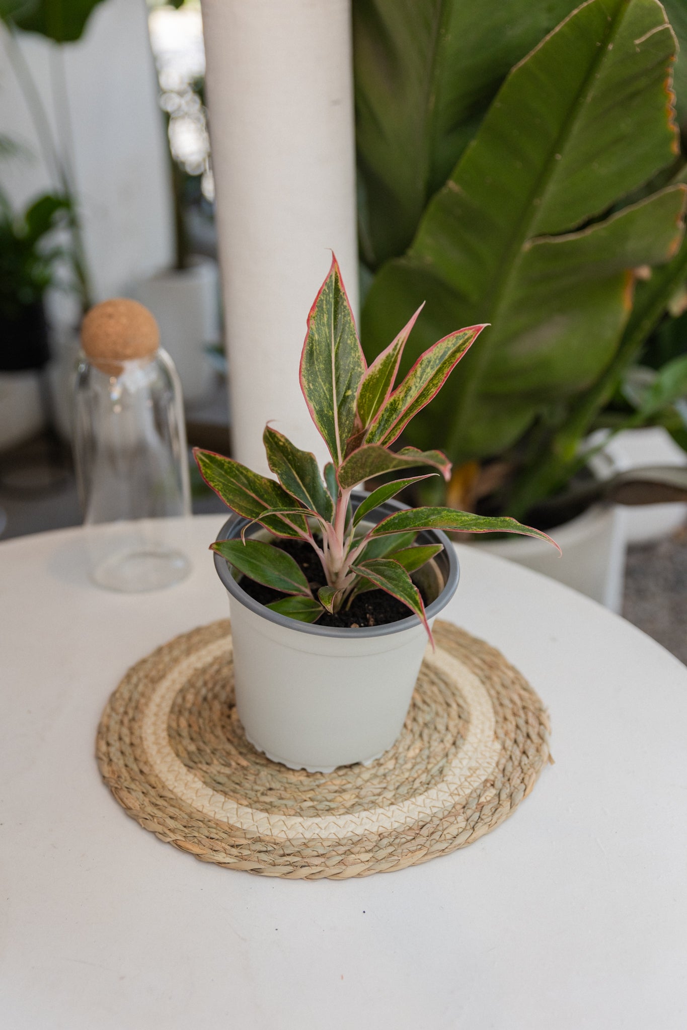 Aglaonema Siam Aurora - Imagen 3