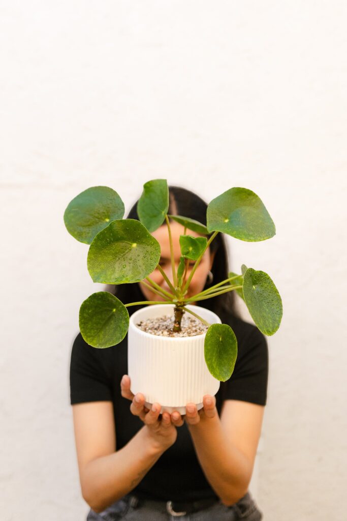 Pilea Peperomioides