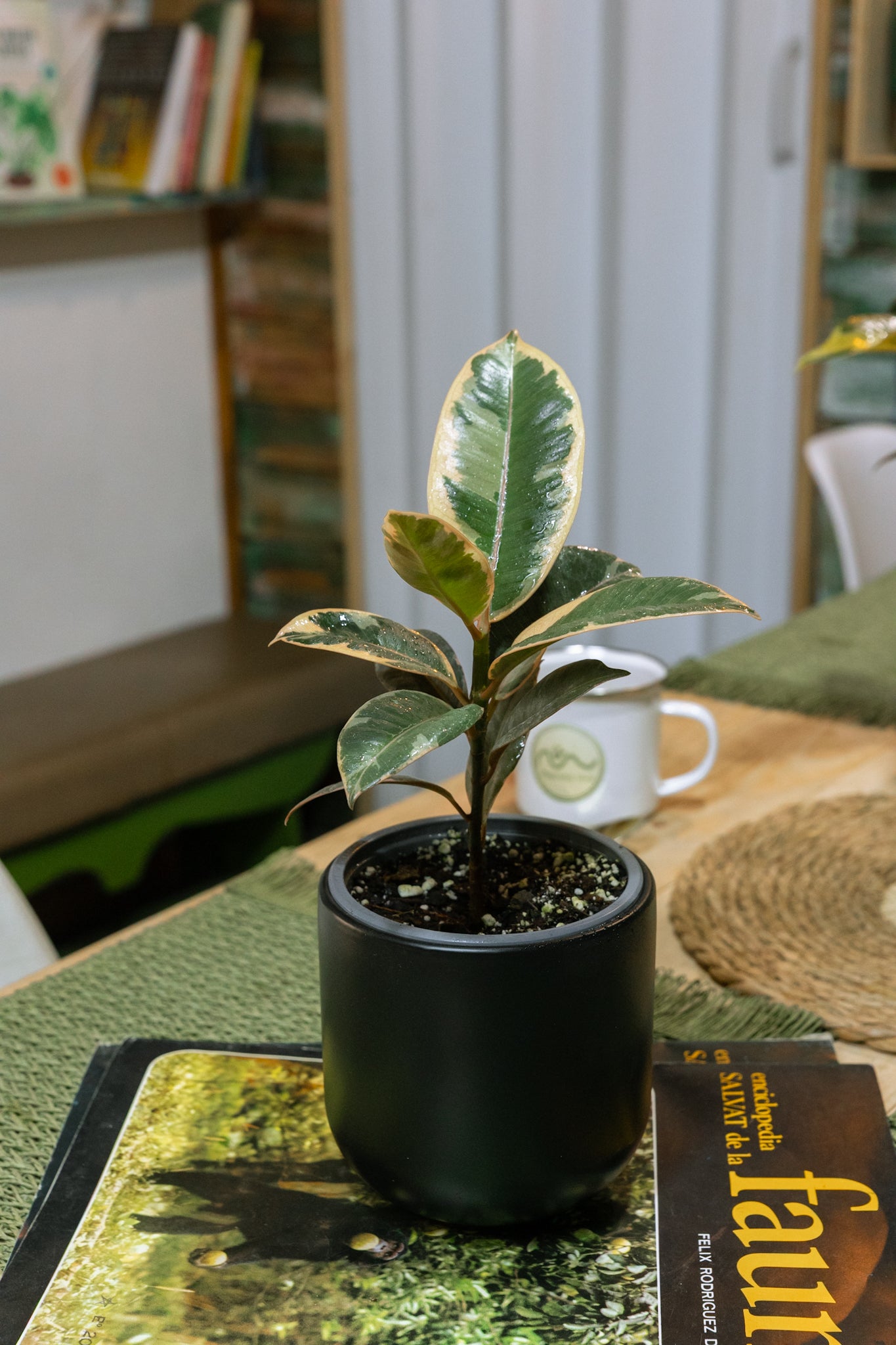 Ficus Tineke Gomero - Imagen 5