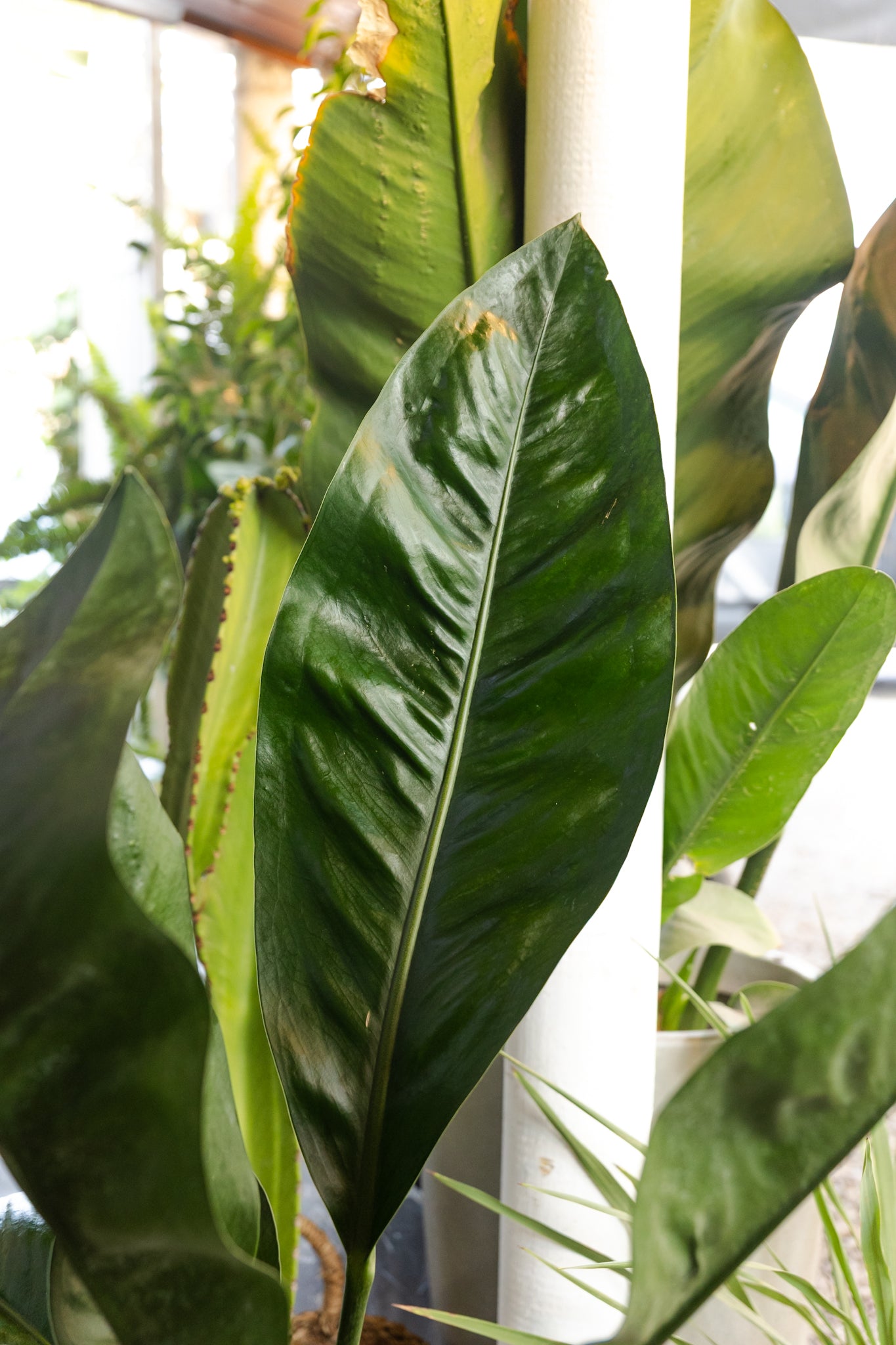 Anturio Gigante Coriaceum - Imagen 3
