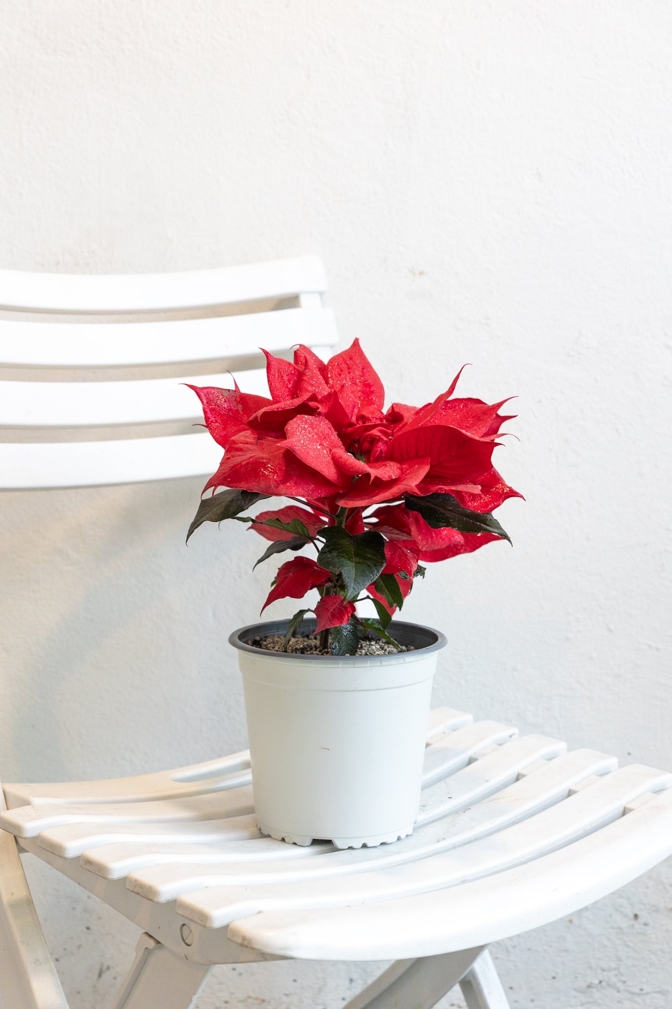 Corona del Inca (Flor de Navidad) - Imagen 2
