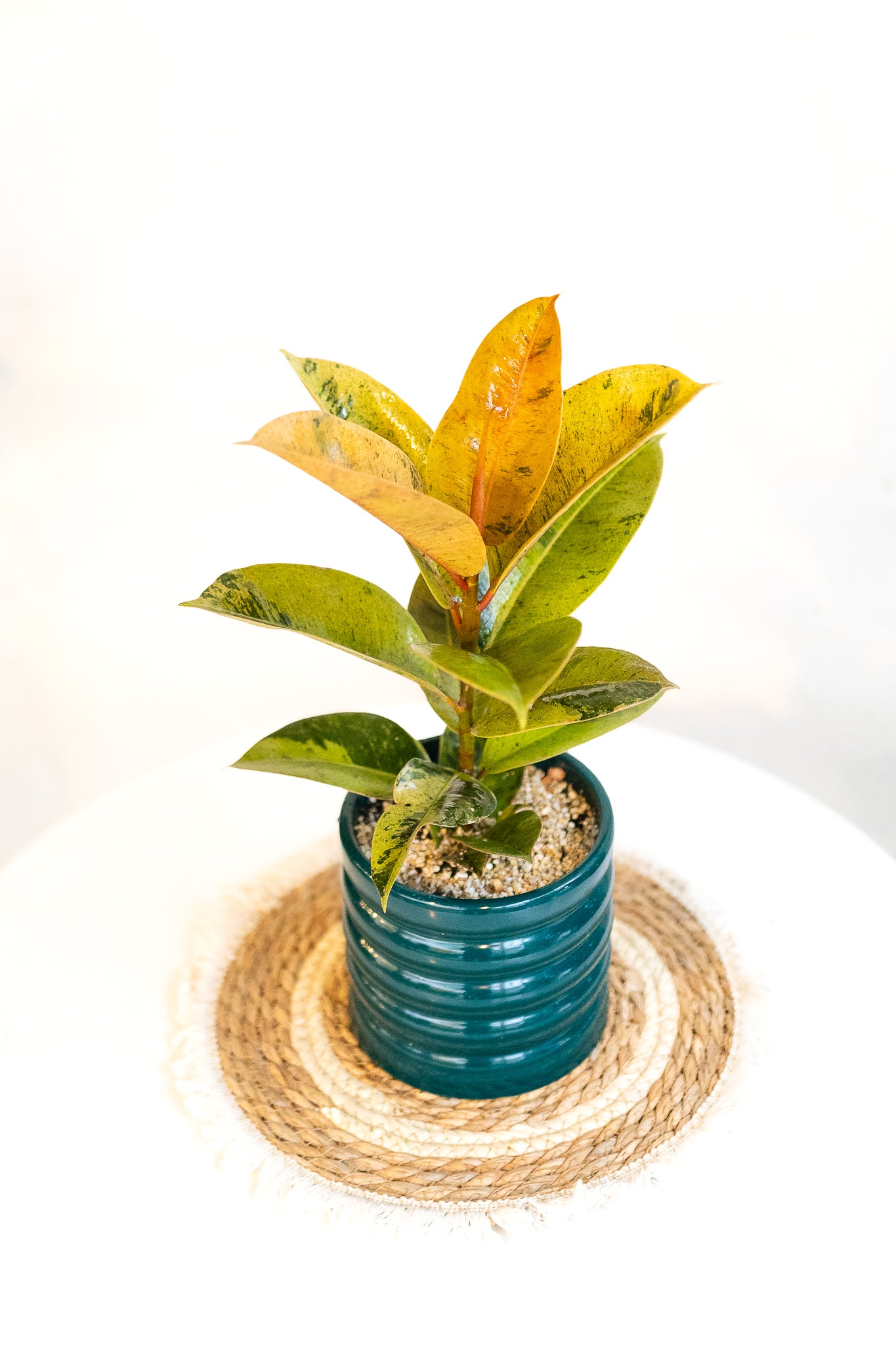 Ficus Shivereano - Imagen 2