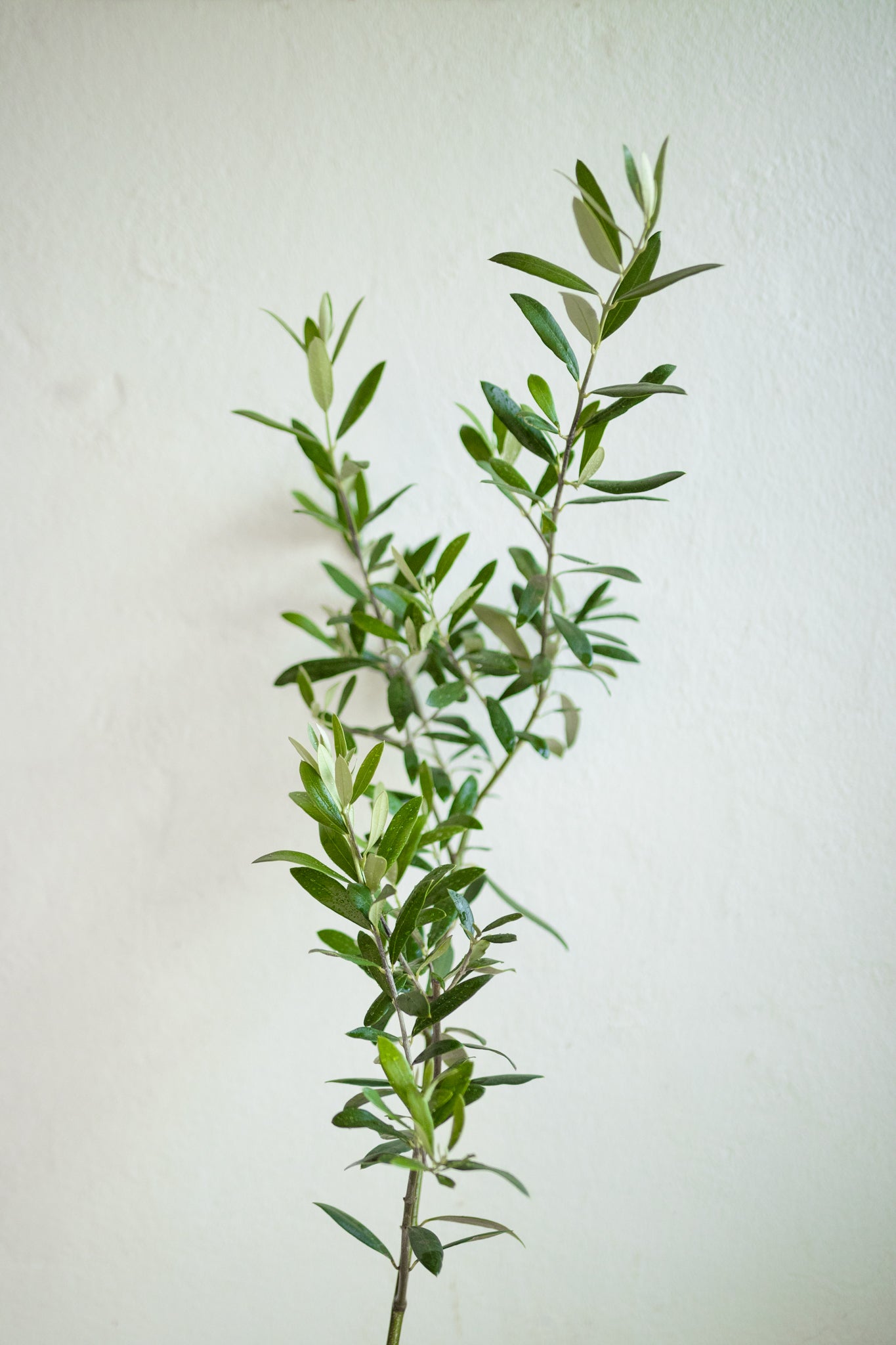 Olivo - Imagen 2