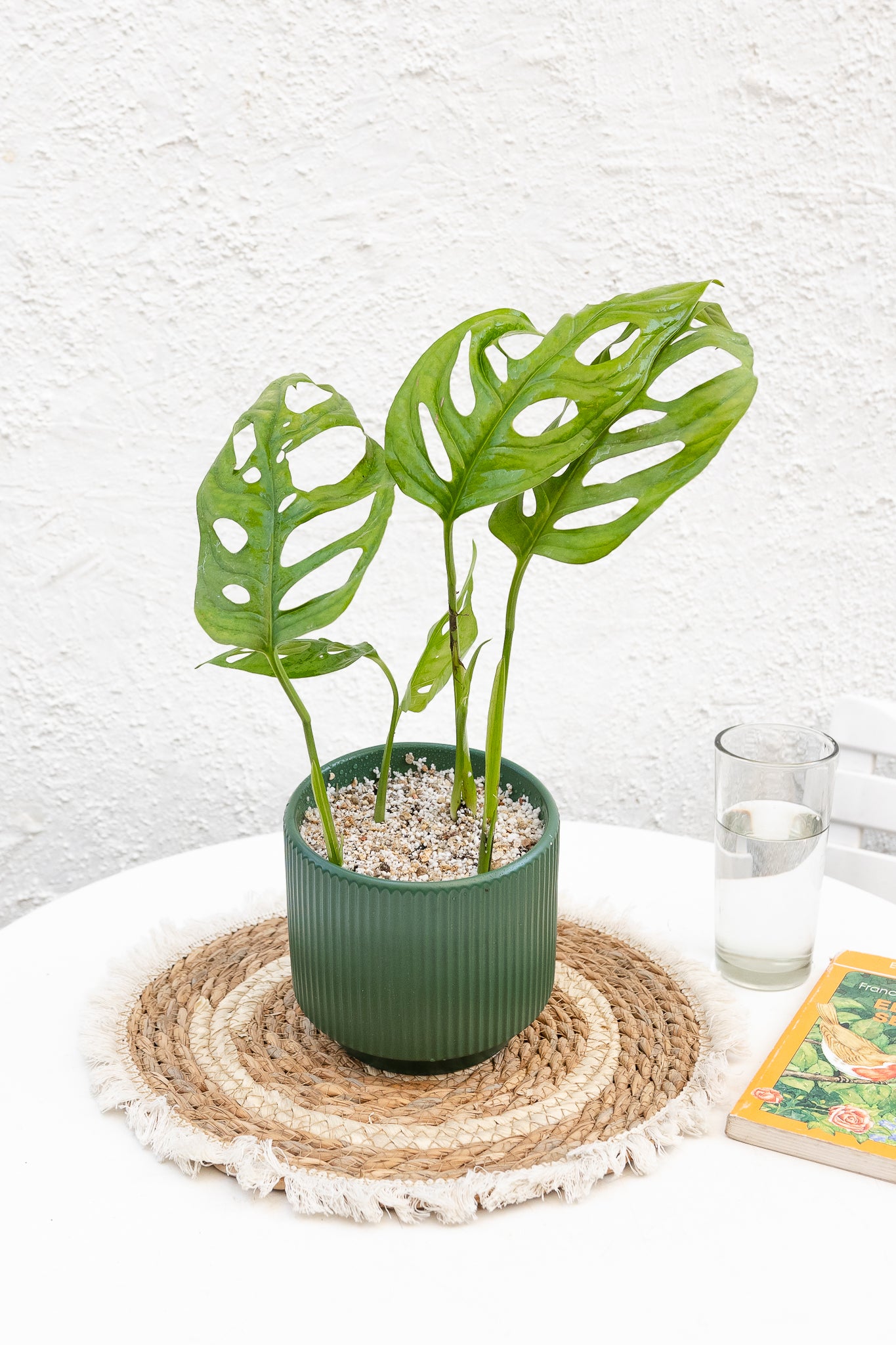 Monstera Adansonii - Imagen 5