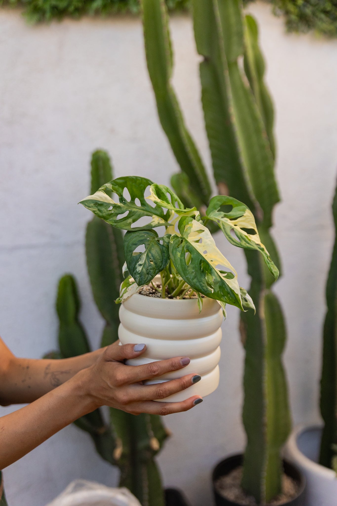 Monstera Adansonii Variegada - Imagen 2