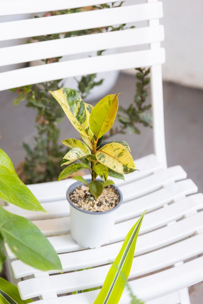 Ficus Shivereano