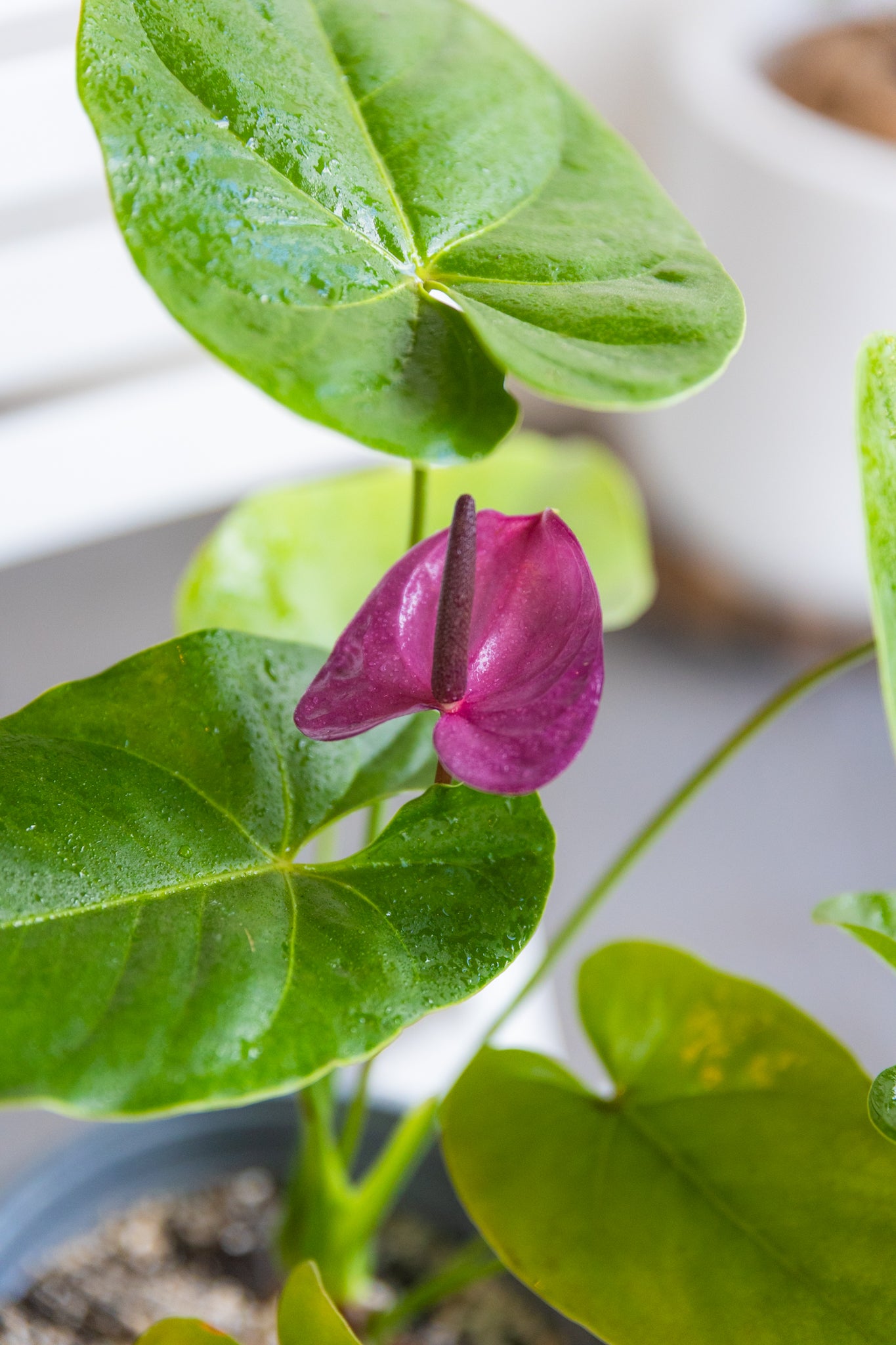 Anturio con flor (Anthurium Andreanum) - Imagen 3