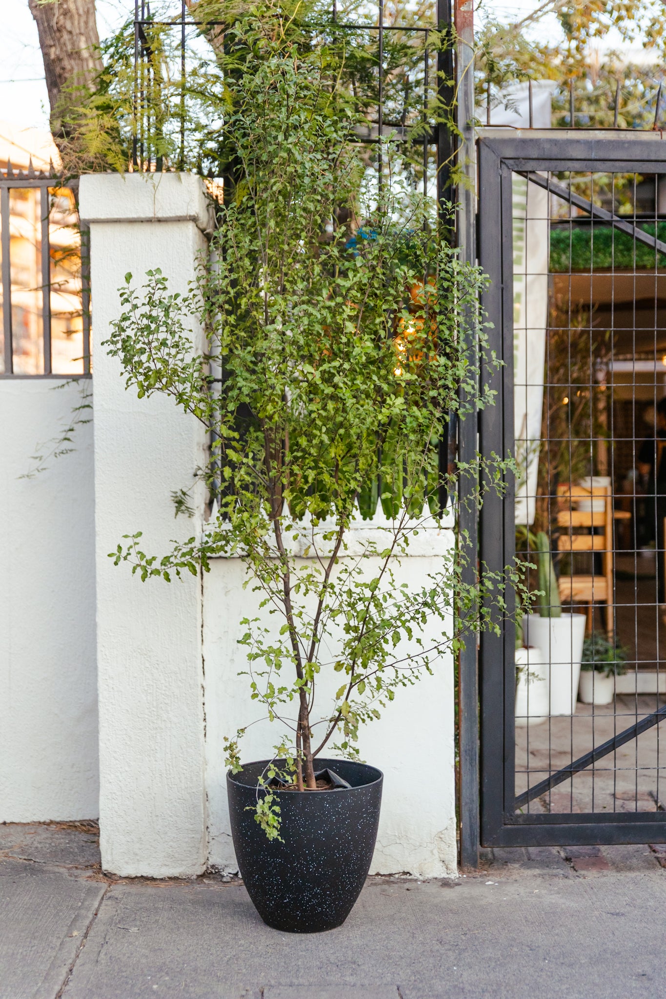 Arbol Nigricans - Imagen 2
