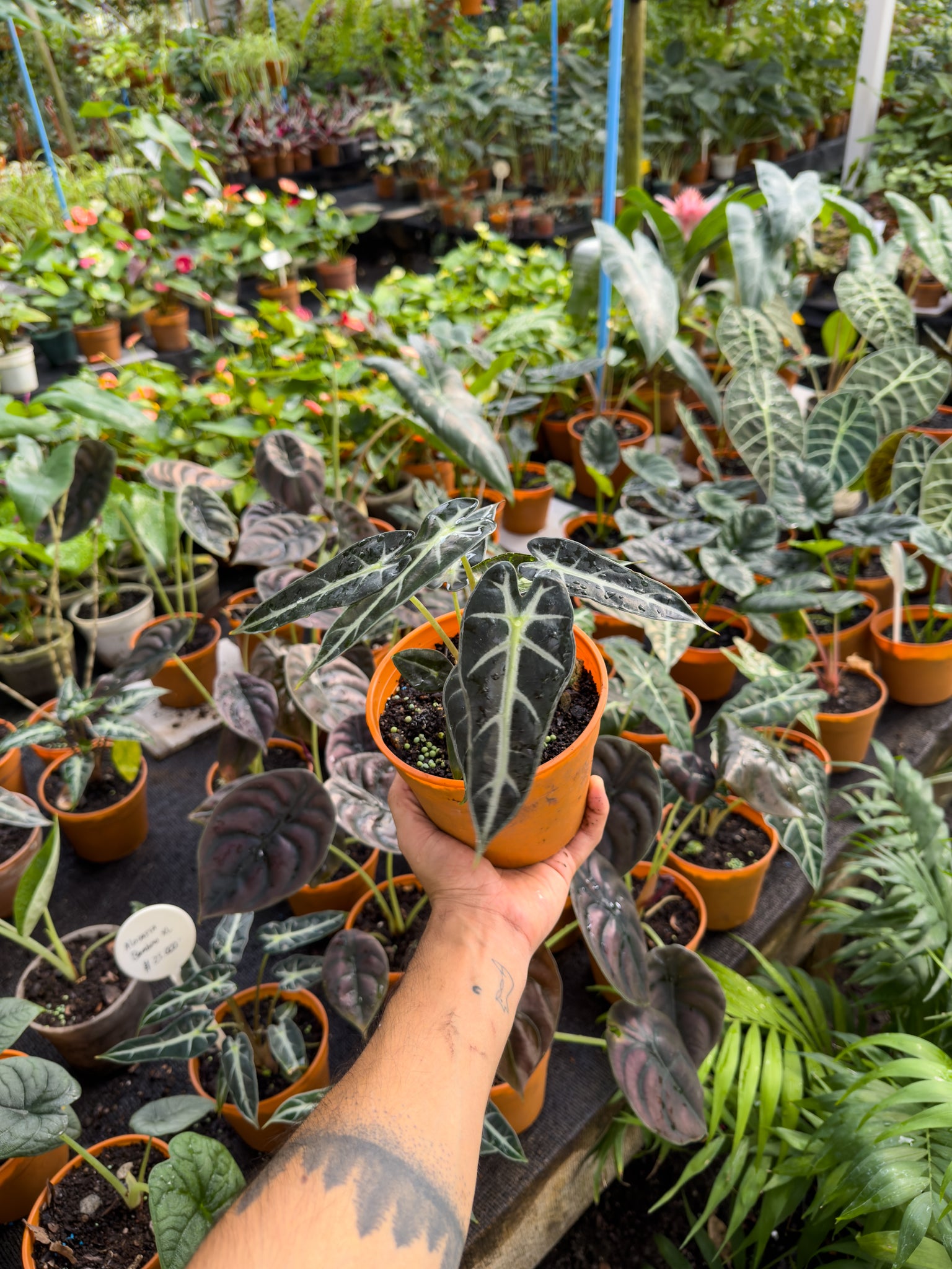 Alocasia Sanderiana - Imagen 3