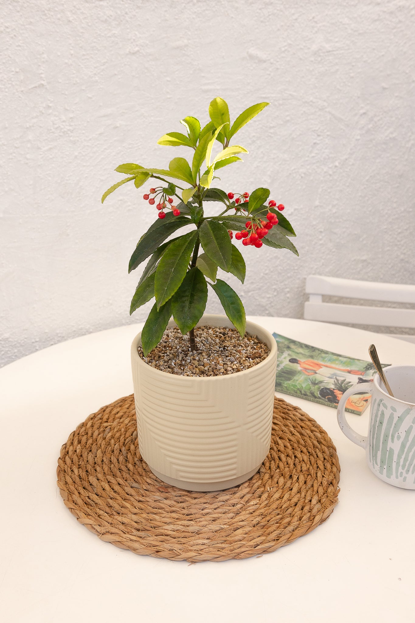 Ardisia Christmas Berry - Imagen 2