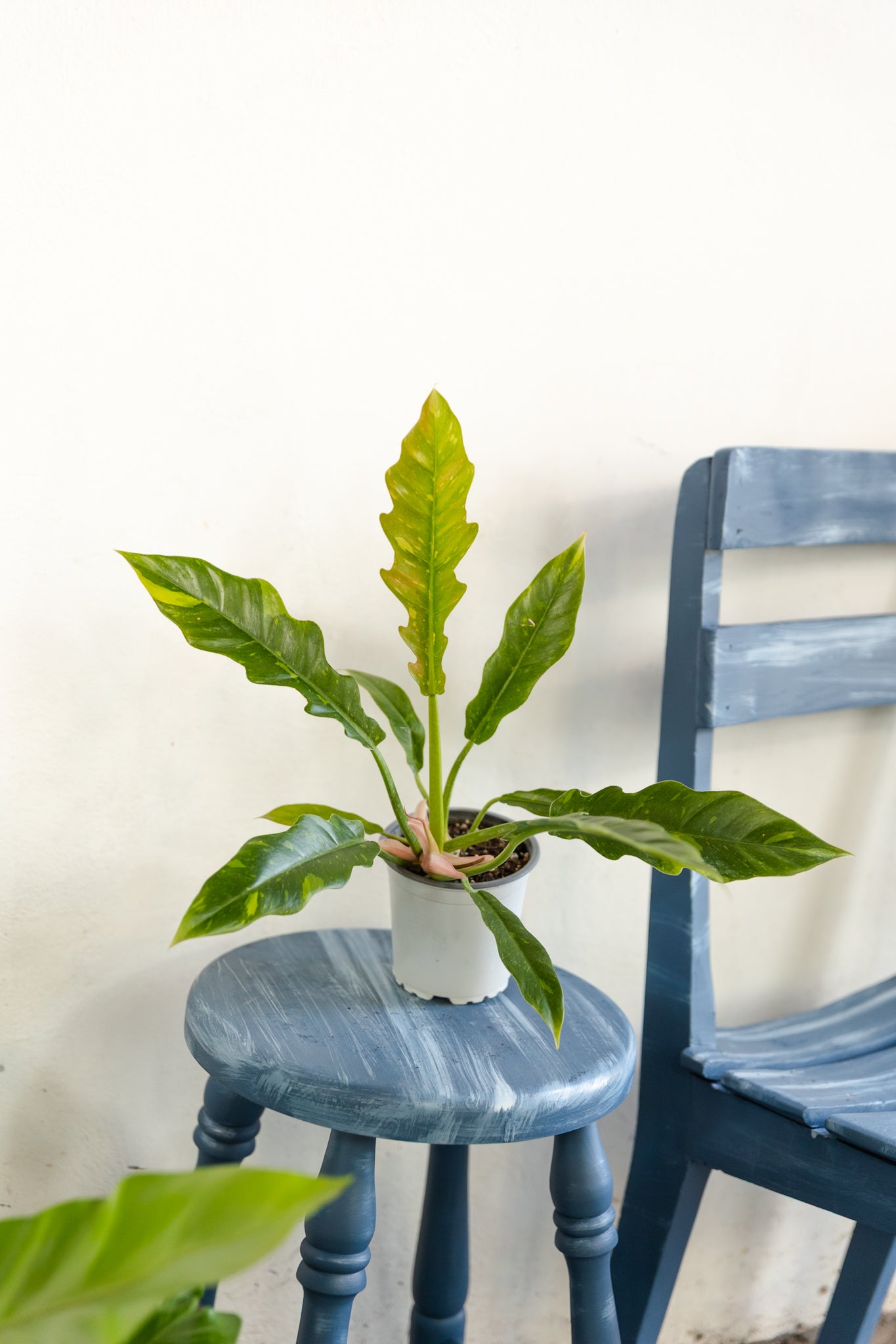 Filodendro Ring Of Fire Variegado - Imagen 2