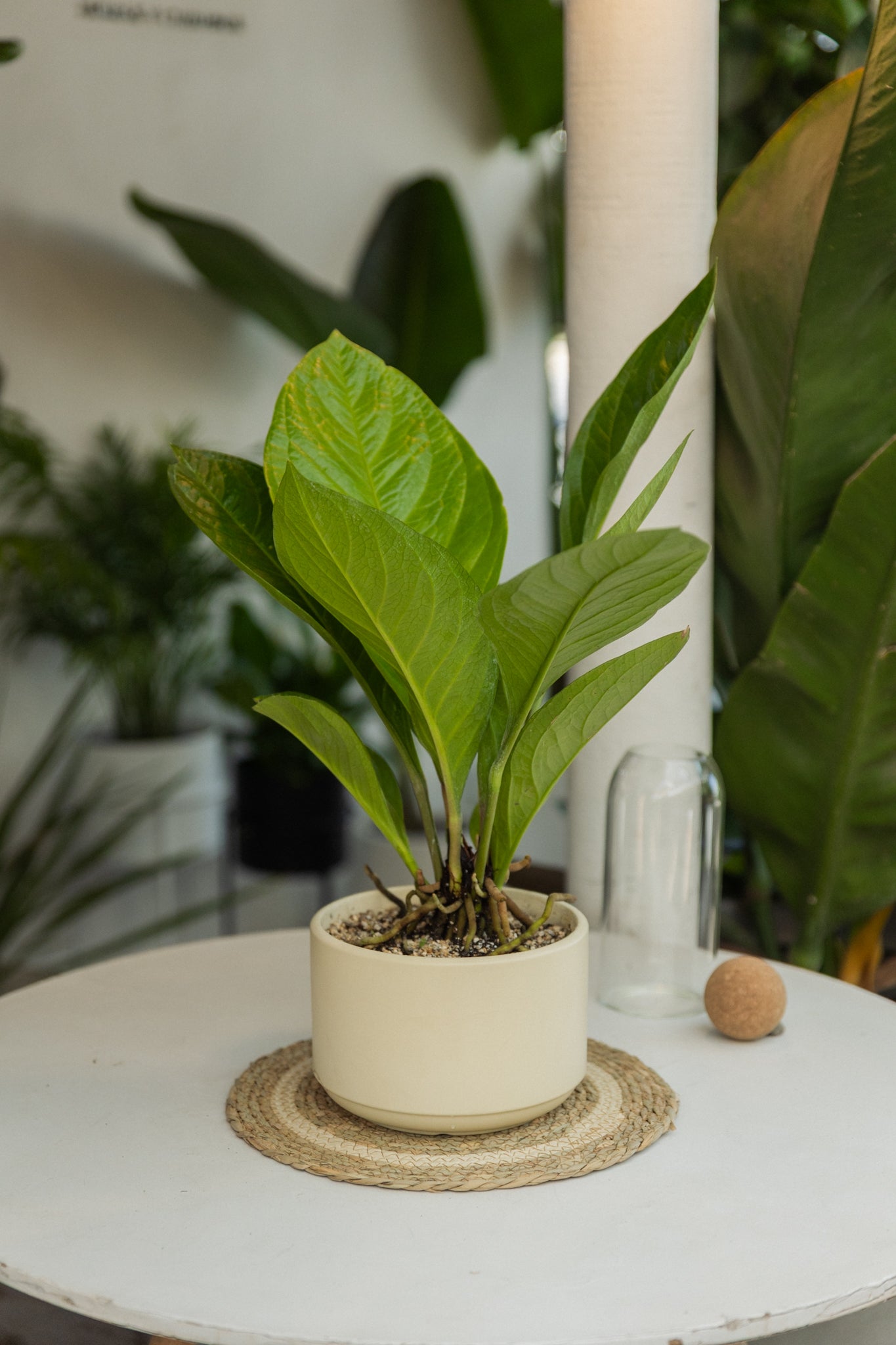 Anturio Jenmanii Variegado - Imagen 4