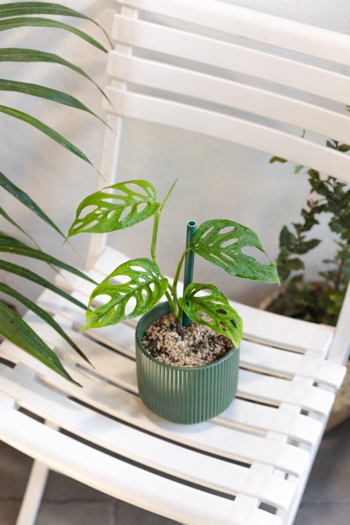 Monstera Adansonii Esqueleto