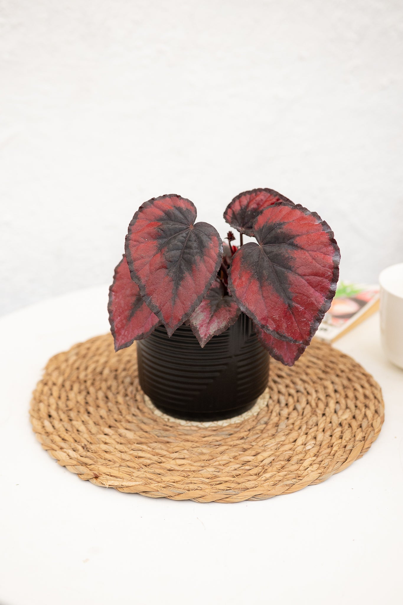 Begonia Rex - Imagen 4