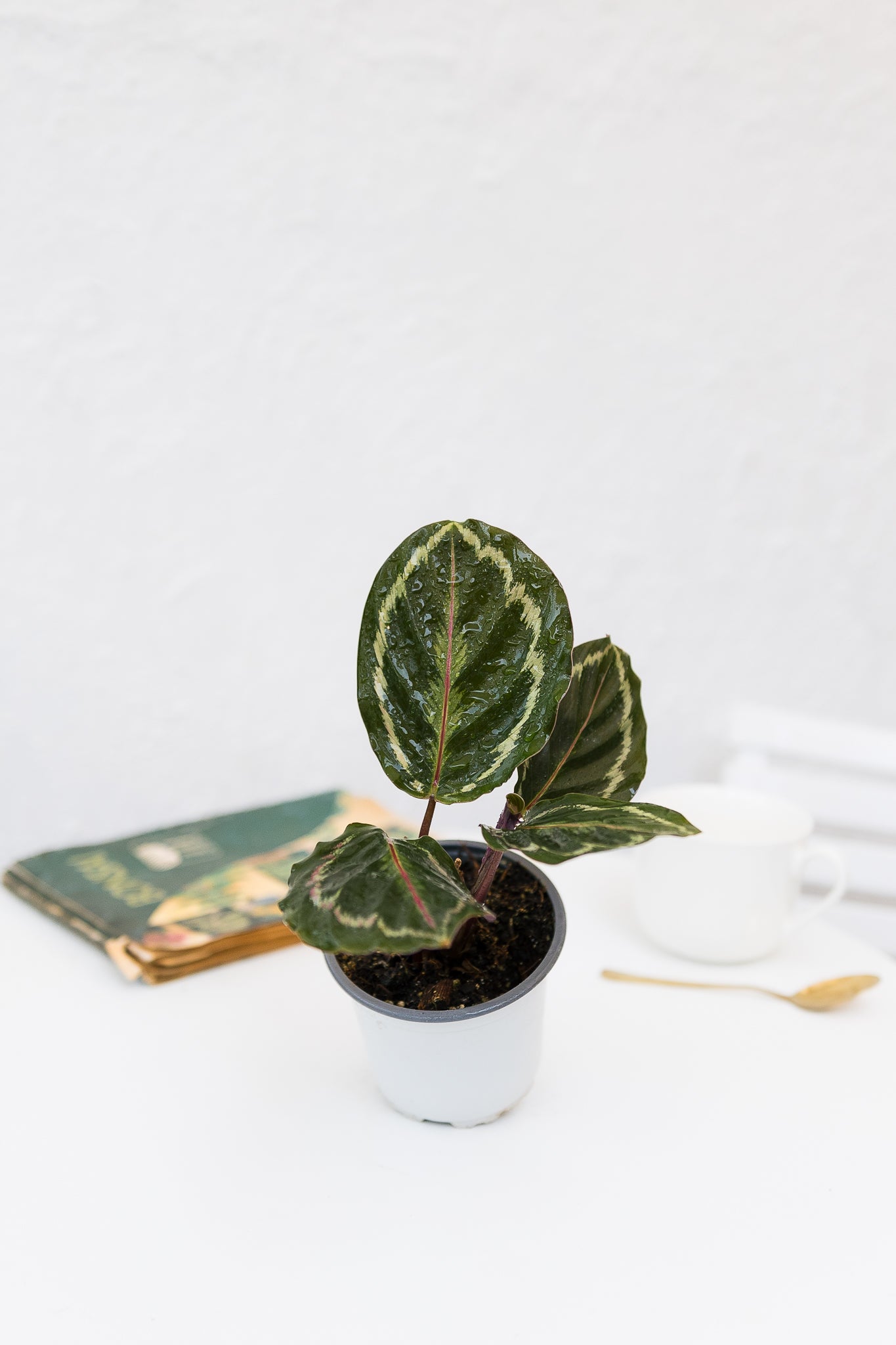 Calathea Medallion - Imagen 6