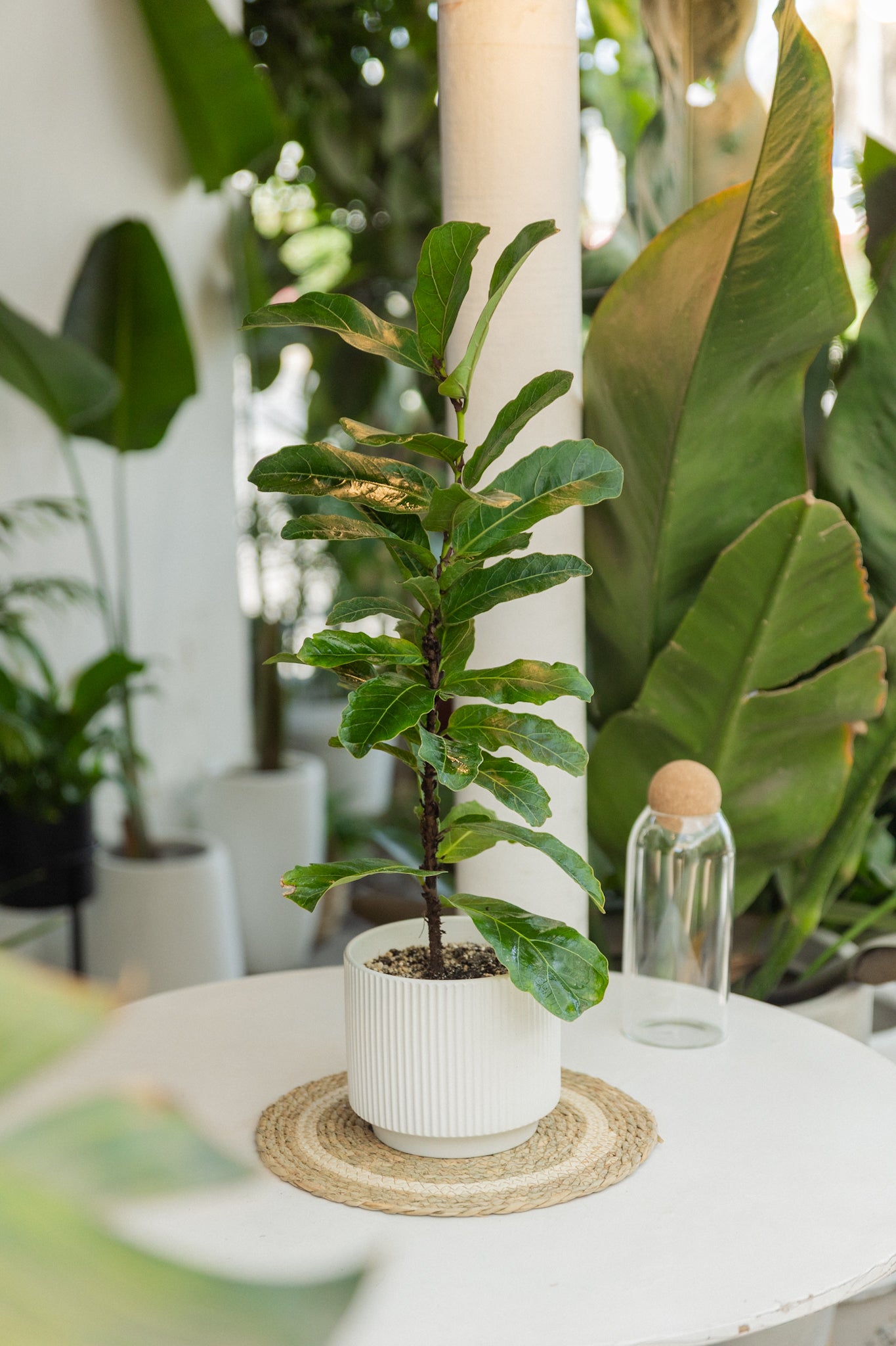 Ficus Lyrata Square - Imagen 3