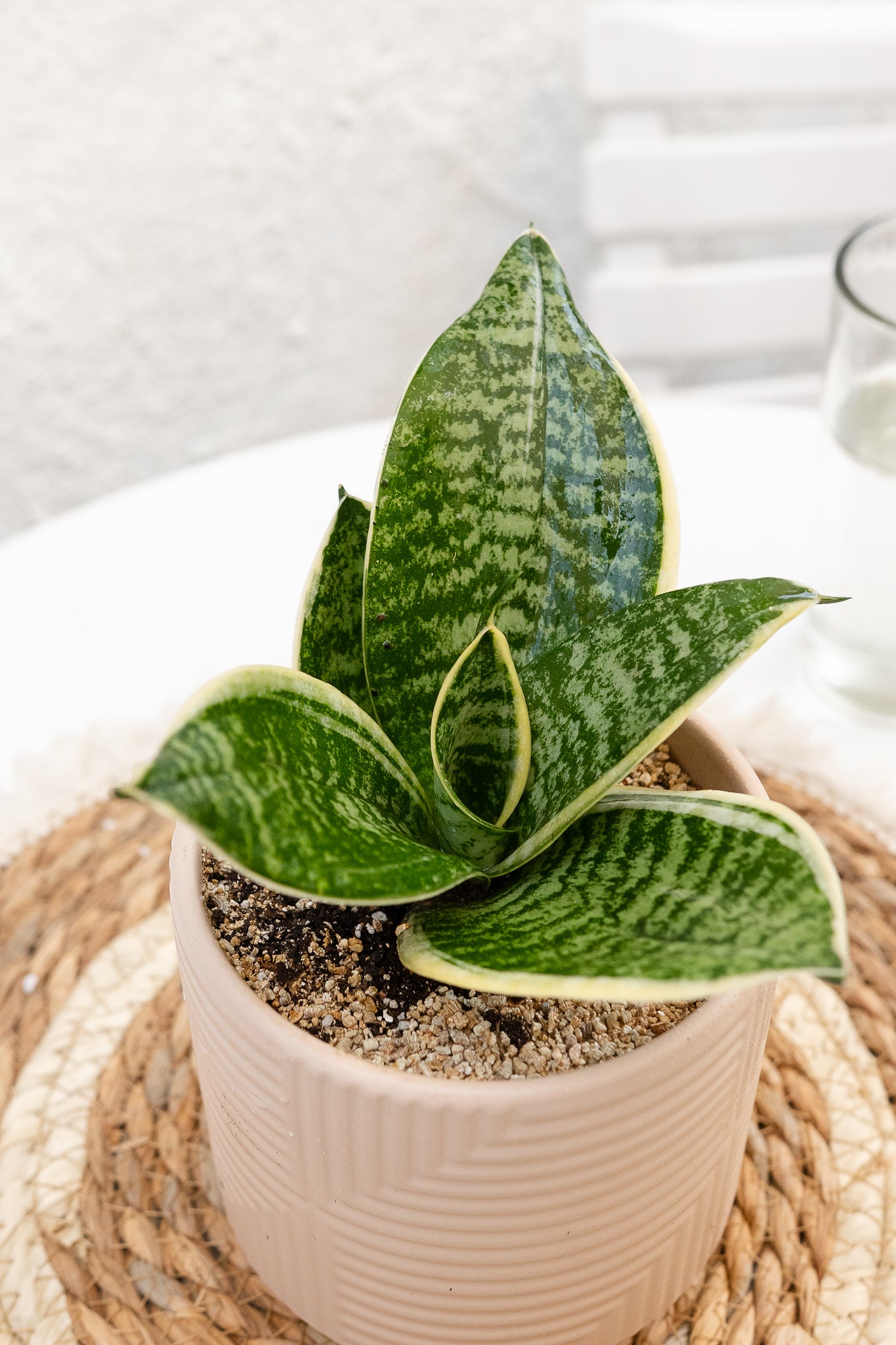 Sansevieria Enana - Imagen 4