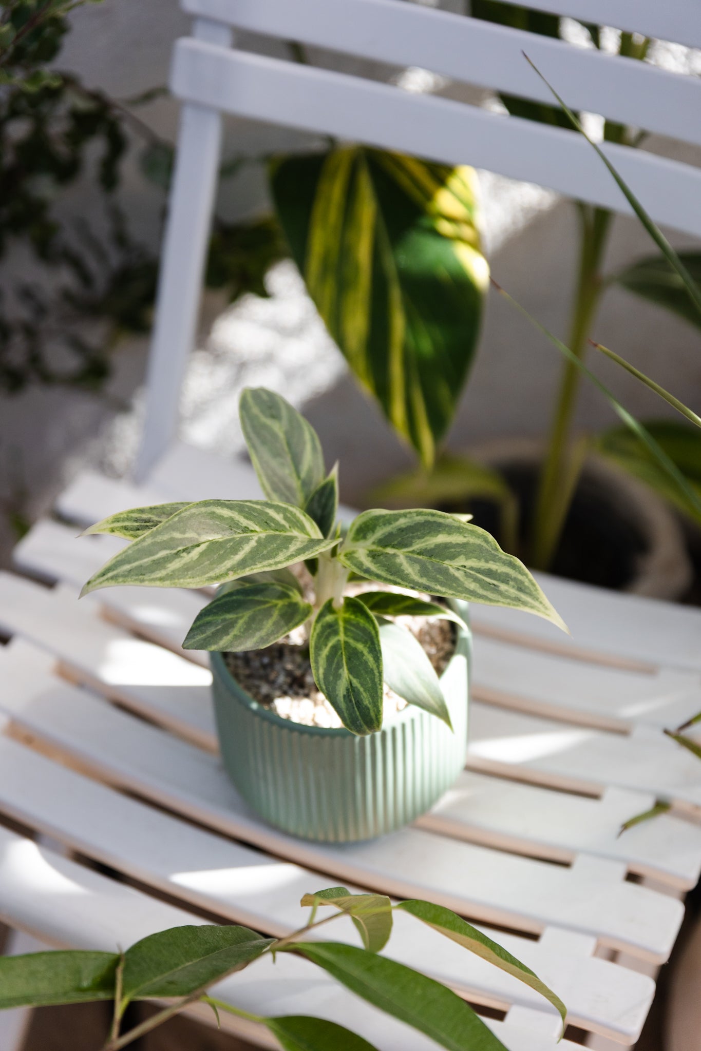 Aglaonema Mukliamthong - Imagen 4
