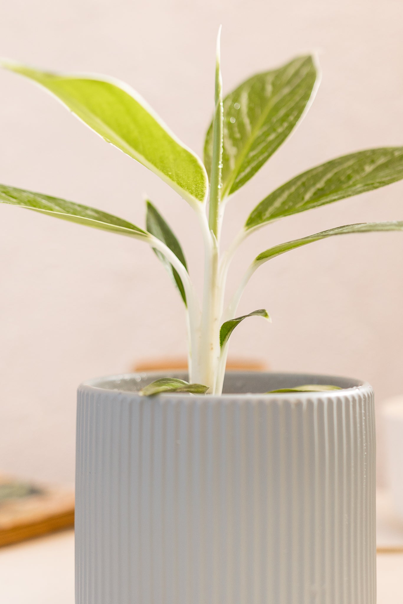 Aglaonema Snow White - Imagen 4