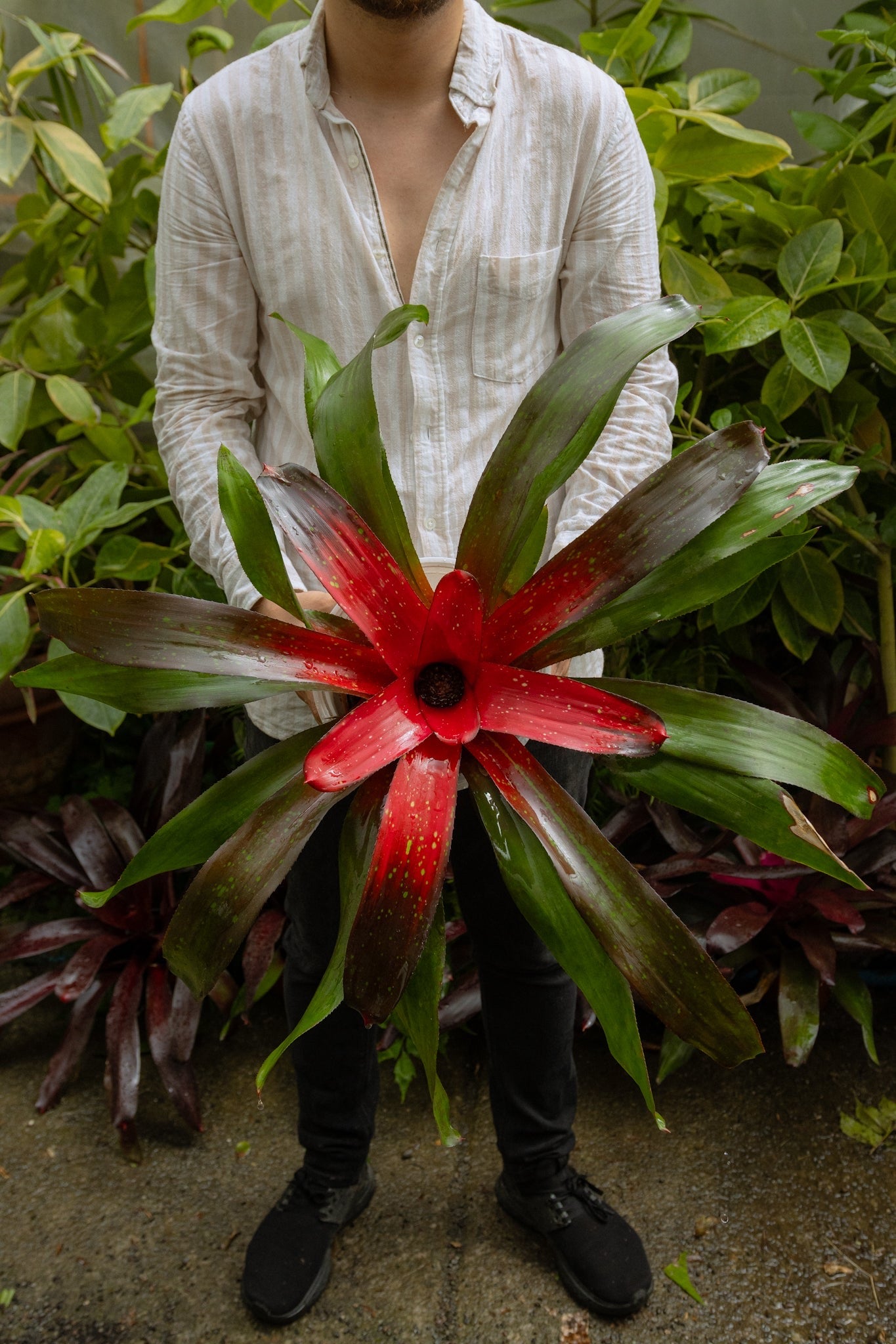 Bromelia - Imagen 17