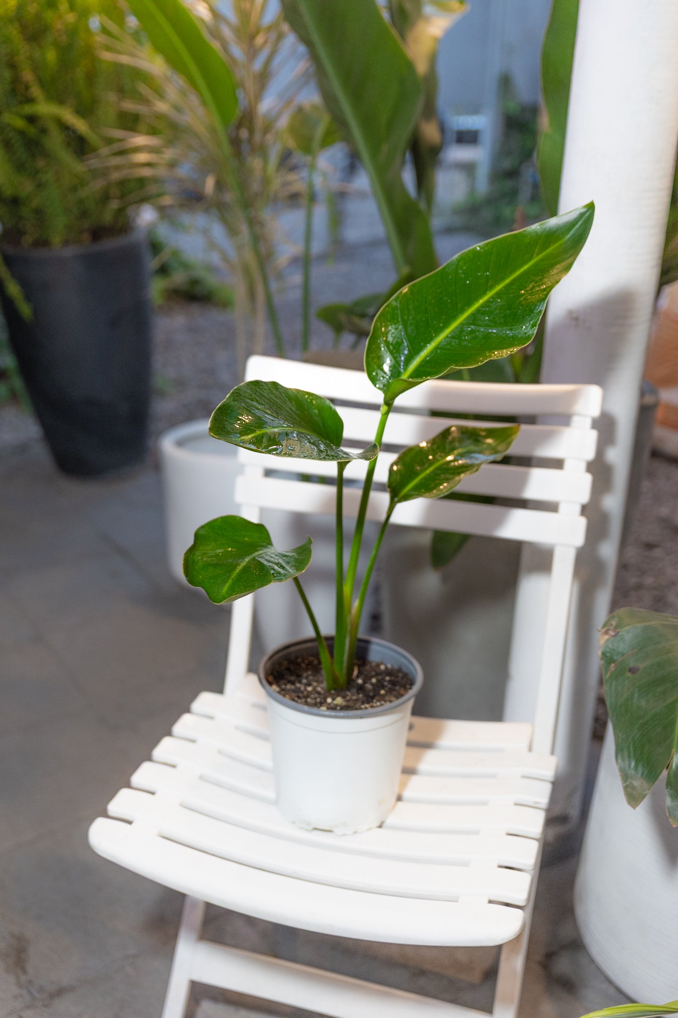Strelitzia Nicolai - Imagen 5