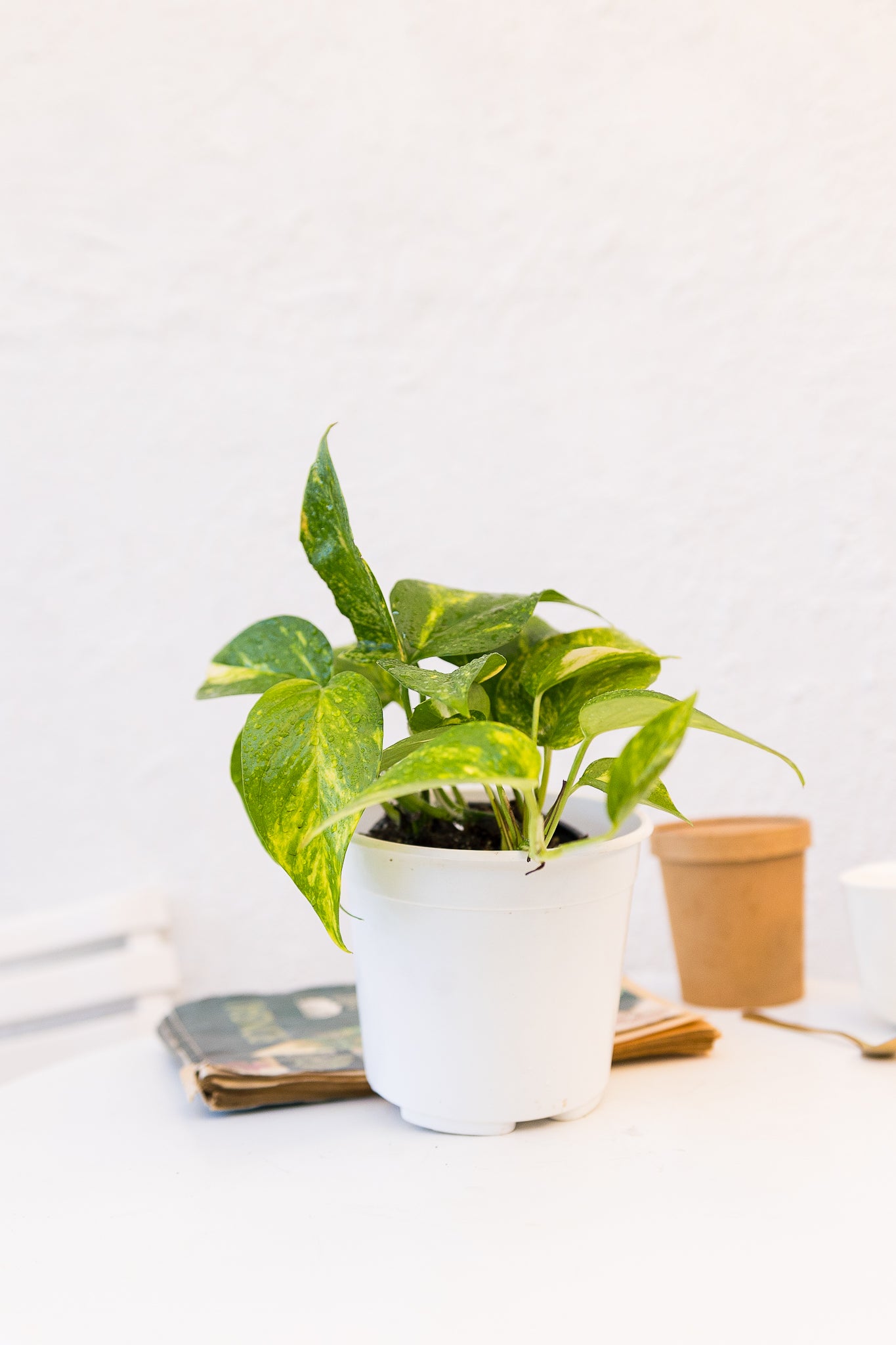 Pothus - Imagen 4