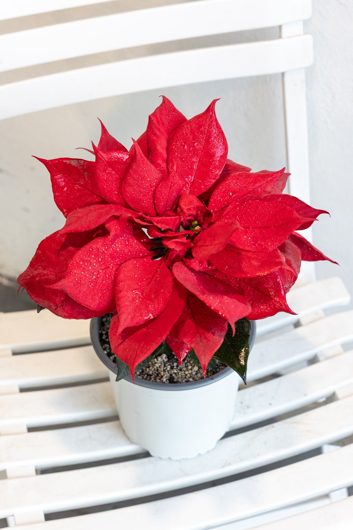 Corona del Inca (Flor de Navidad) - Imagen 3