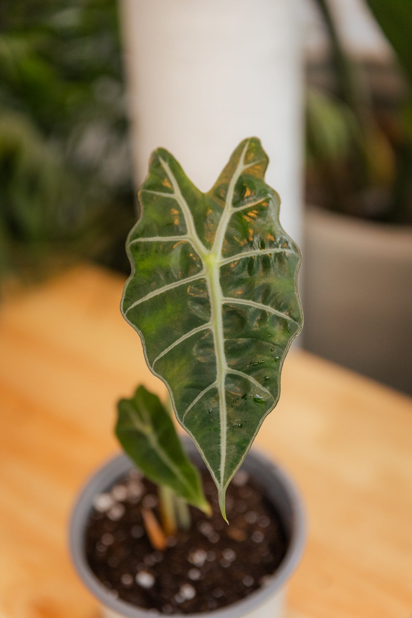 Alocasia Amazonica - Imagen 5