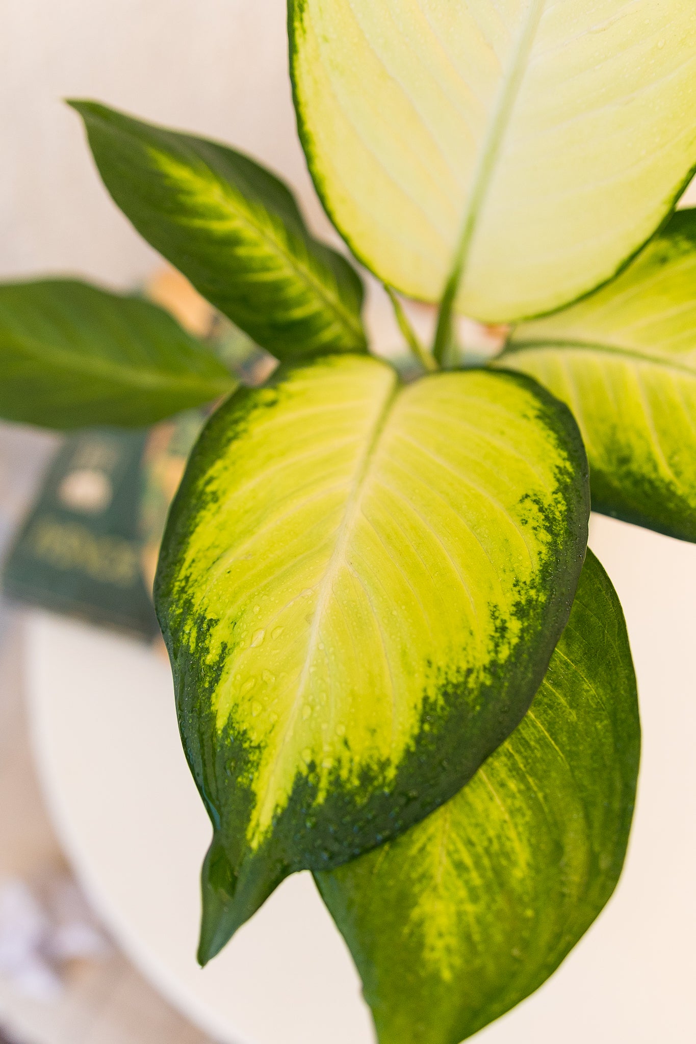 Dieffenbachia Amoena - Imagen 4