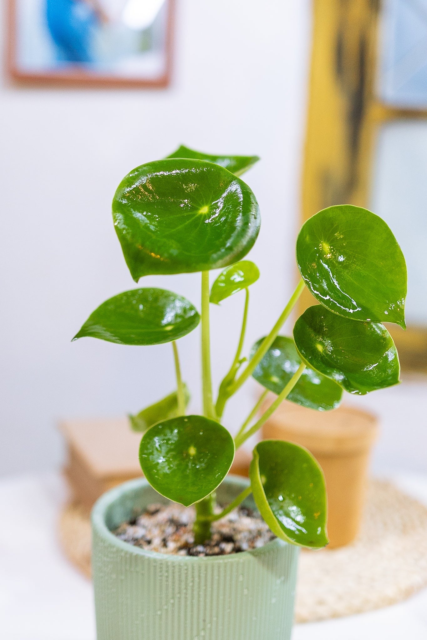 Peperomia Cucharita - Imagen 4